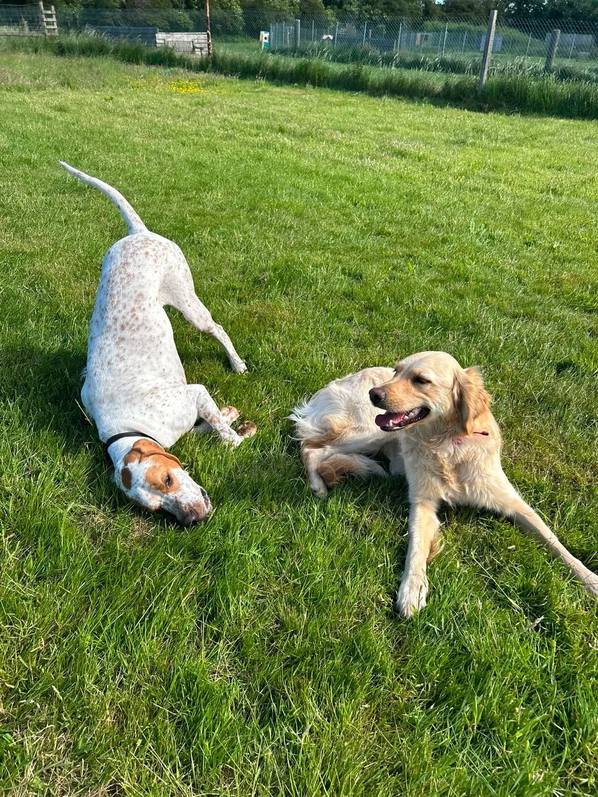 Two dogs resting on a grassy field, one breeds a brown and white white dog with a collar, the other breed a golden retriever, in a fenced outdoor area on a sunny day.