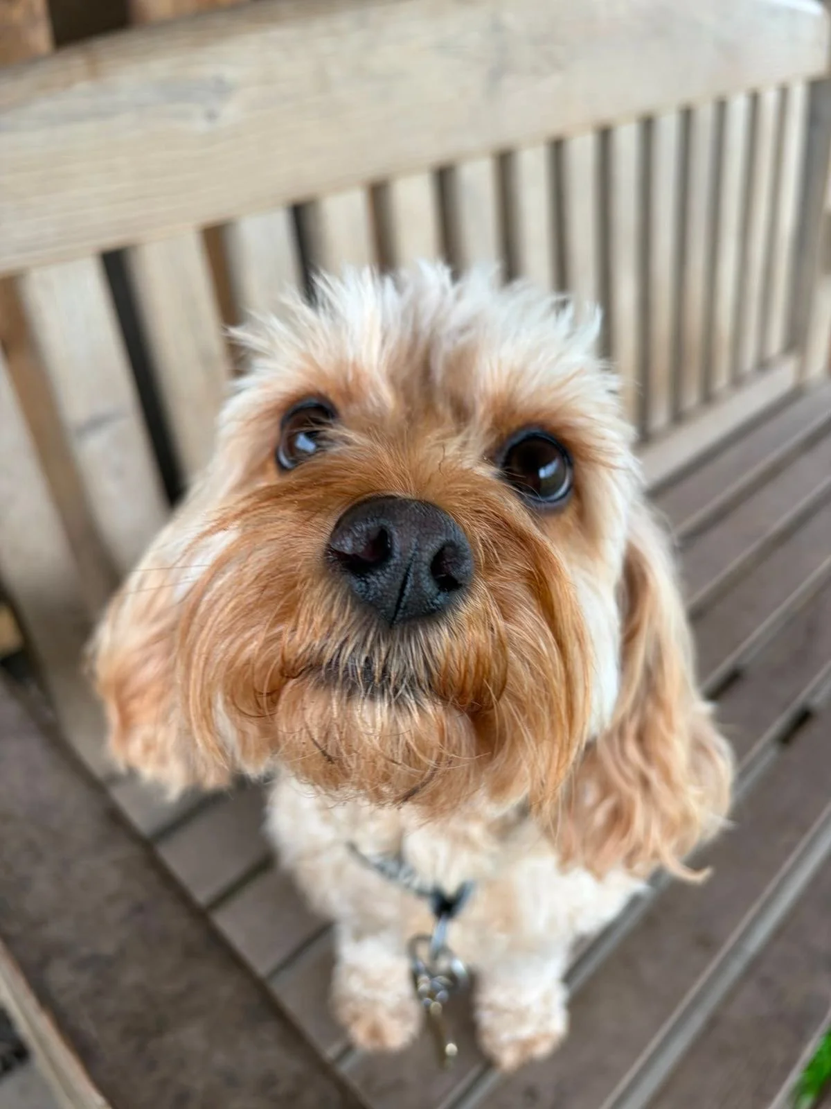 Close-up of a small, light brown dog with a black nose and expressive eyes, sitting on a wooden bench.