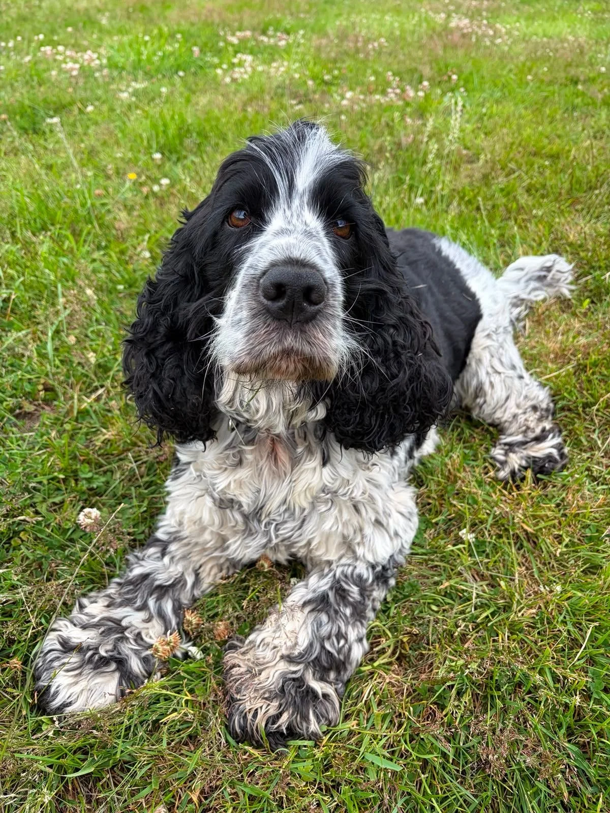 A black and white English Springer Spaniel lying on a grassy field, looking at the camera.