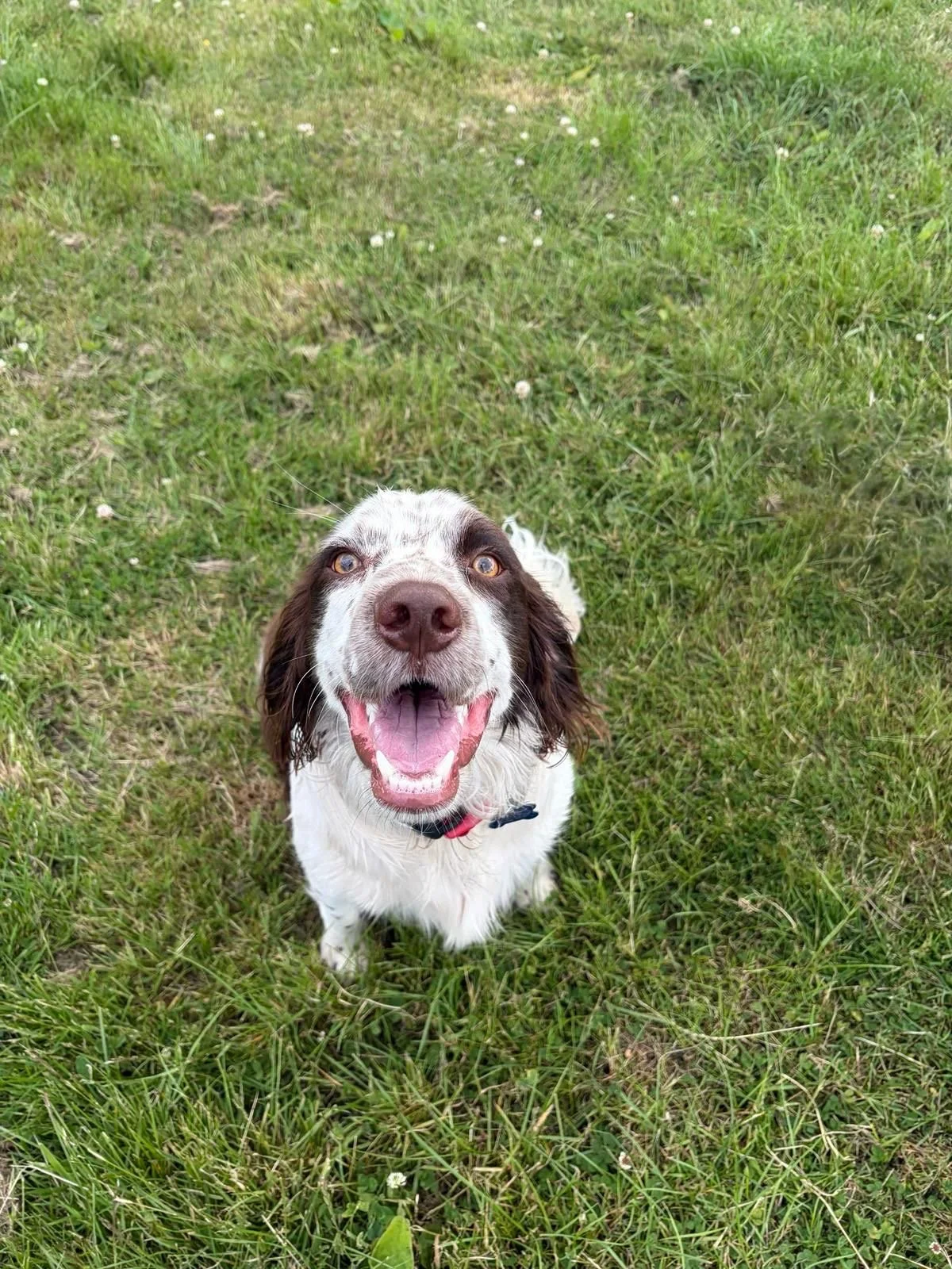 A happy brown and white dog sitting on green grass, looking up with an open mouth and bright eyes.