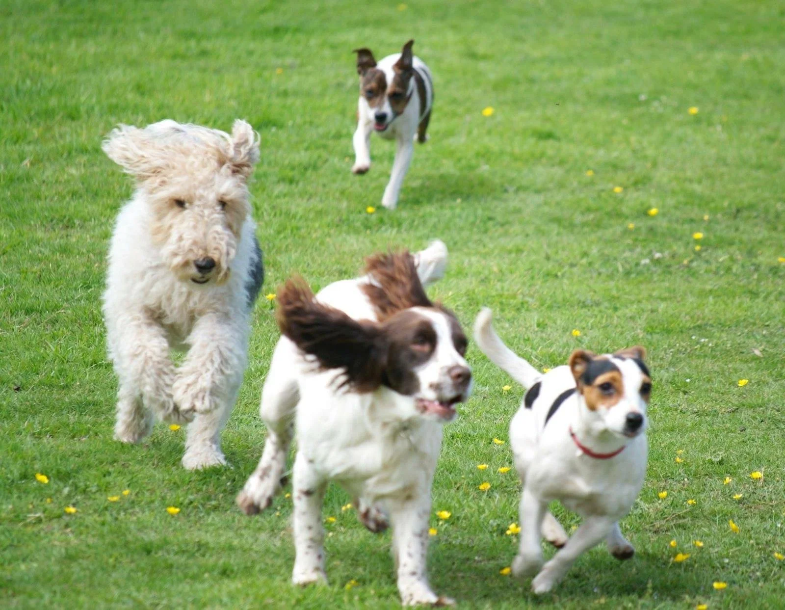 Four puppies playing on a grassy field.