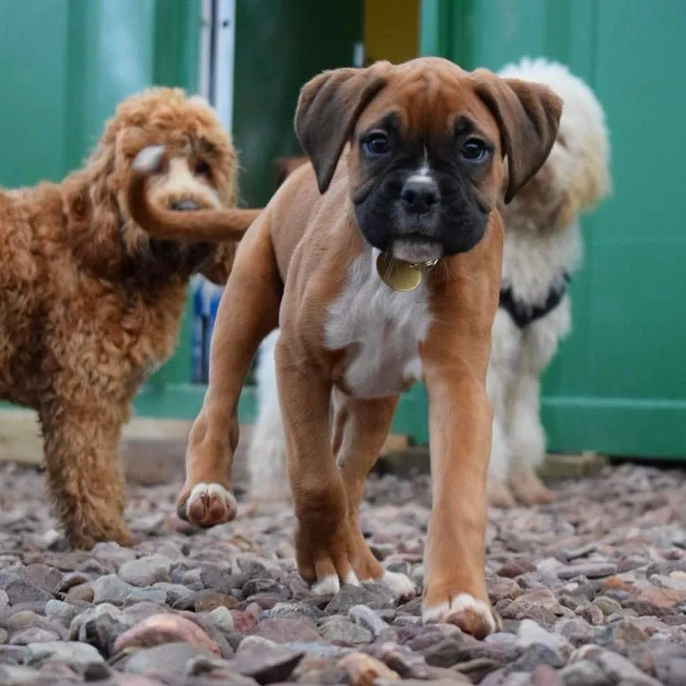 Three puppies walking outside on a rocky path near a green door, including a brown and black puppy in front with a gold tag on its collar.