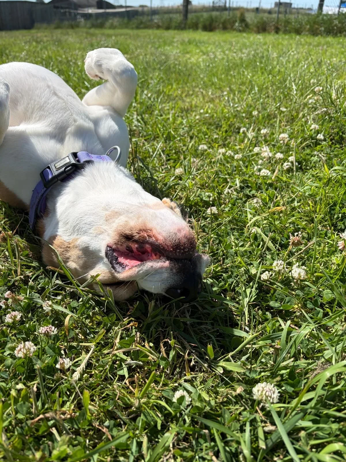A white dog with a brown patch on its nose, wearing a purple collar, is lying on its back in a grassy field with white clover flowers, resting with its eyes closed and mouth slightly open, appearing relaxed and content.