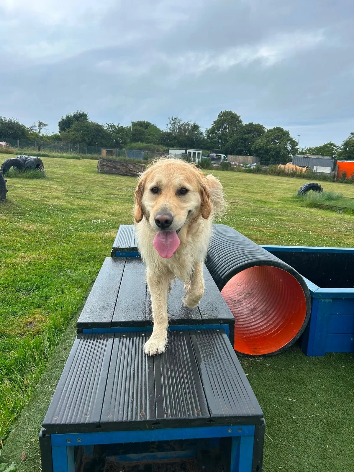 A happy, wet dog walking on an obstacle course in a grassy field, with a large black and orange tunnel nearby, under a cloudy sky.