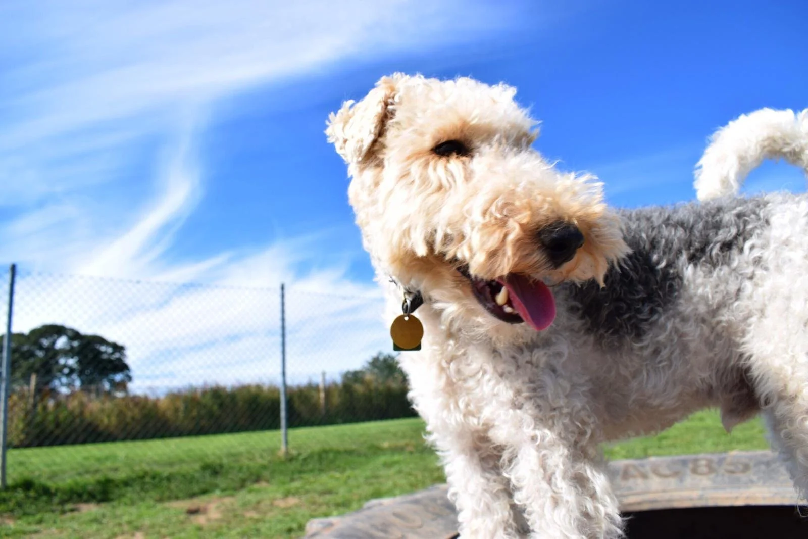 A happy, curly-haired dog with a collar and a circular tag, standing outdoors on a sunny day, with a blue sky, clouds, a grassy area, and a chain-link fence in the background.