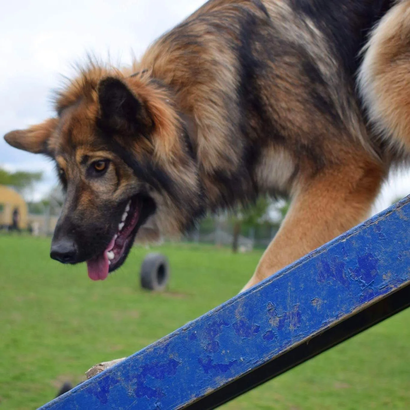 A German Shepherd dog with a tan and black coat, leaning over a blue obstacle at a park or training area, with green grass and trees in the background.