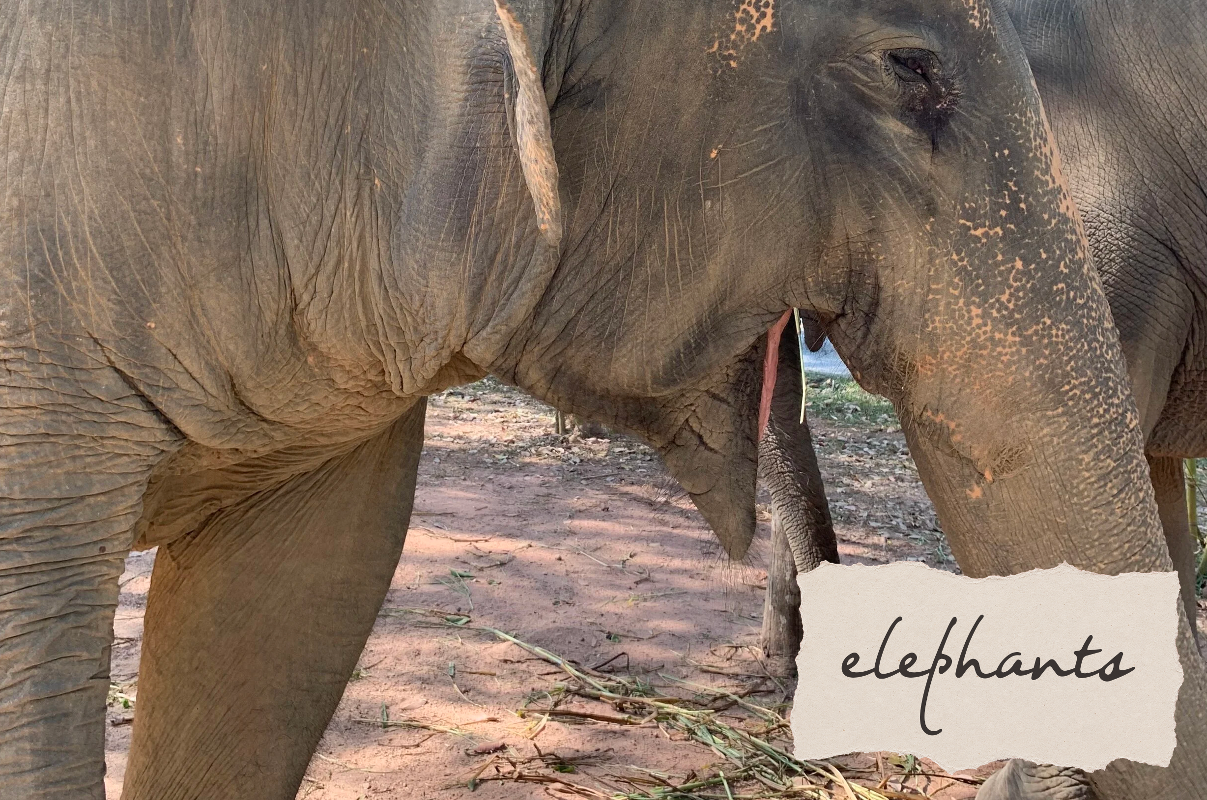 Adventures in Thailand: Visiting an Elephant Sanctuary
