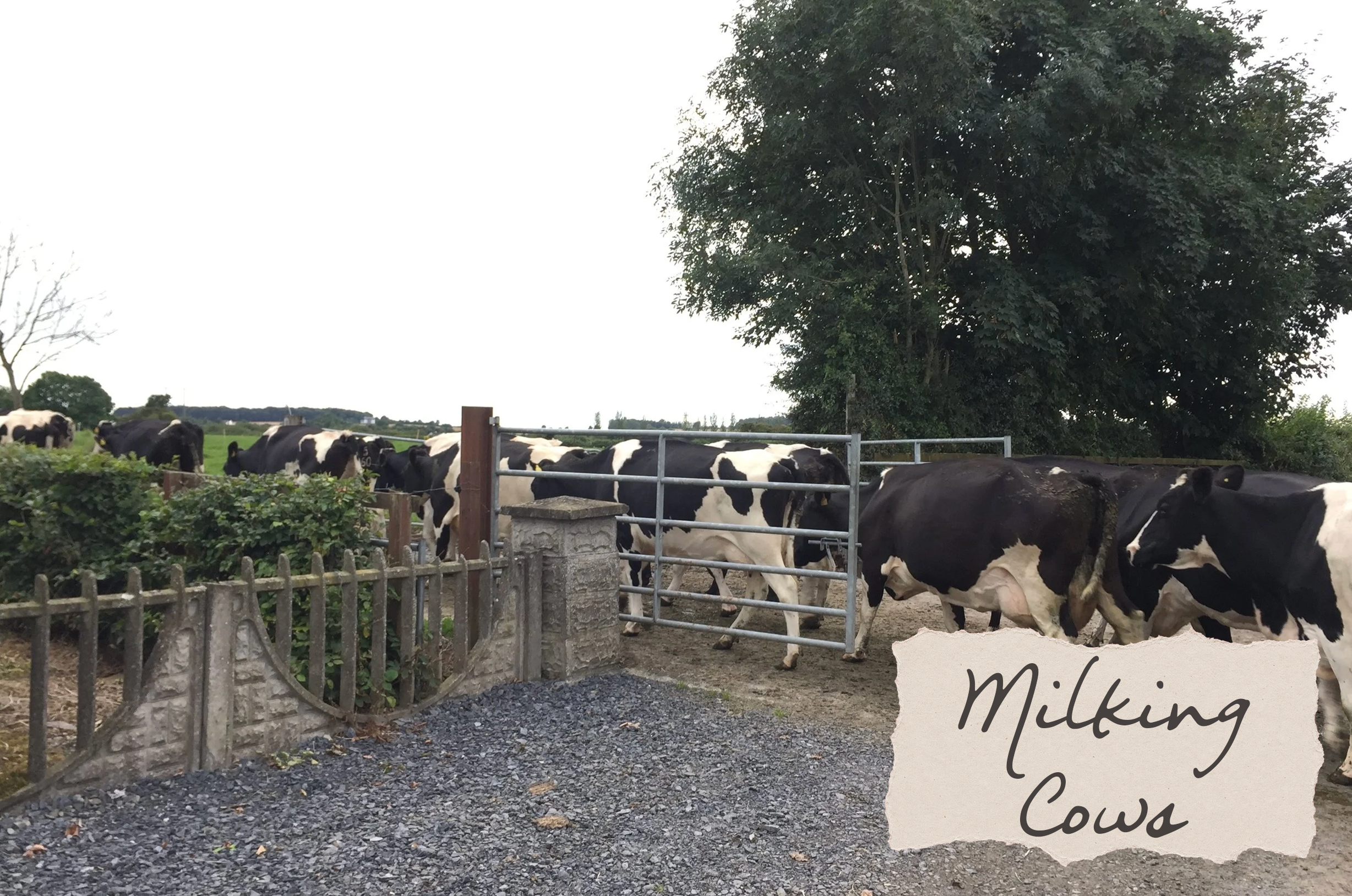 Milking