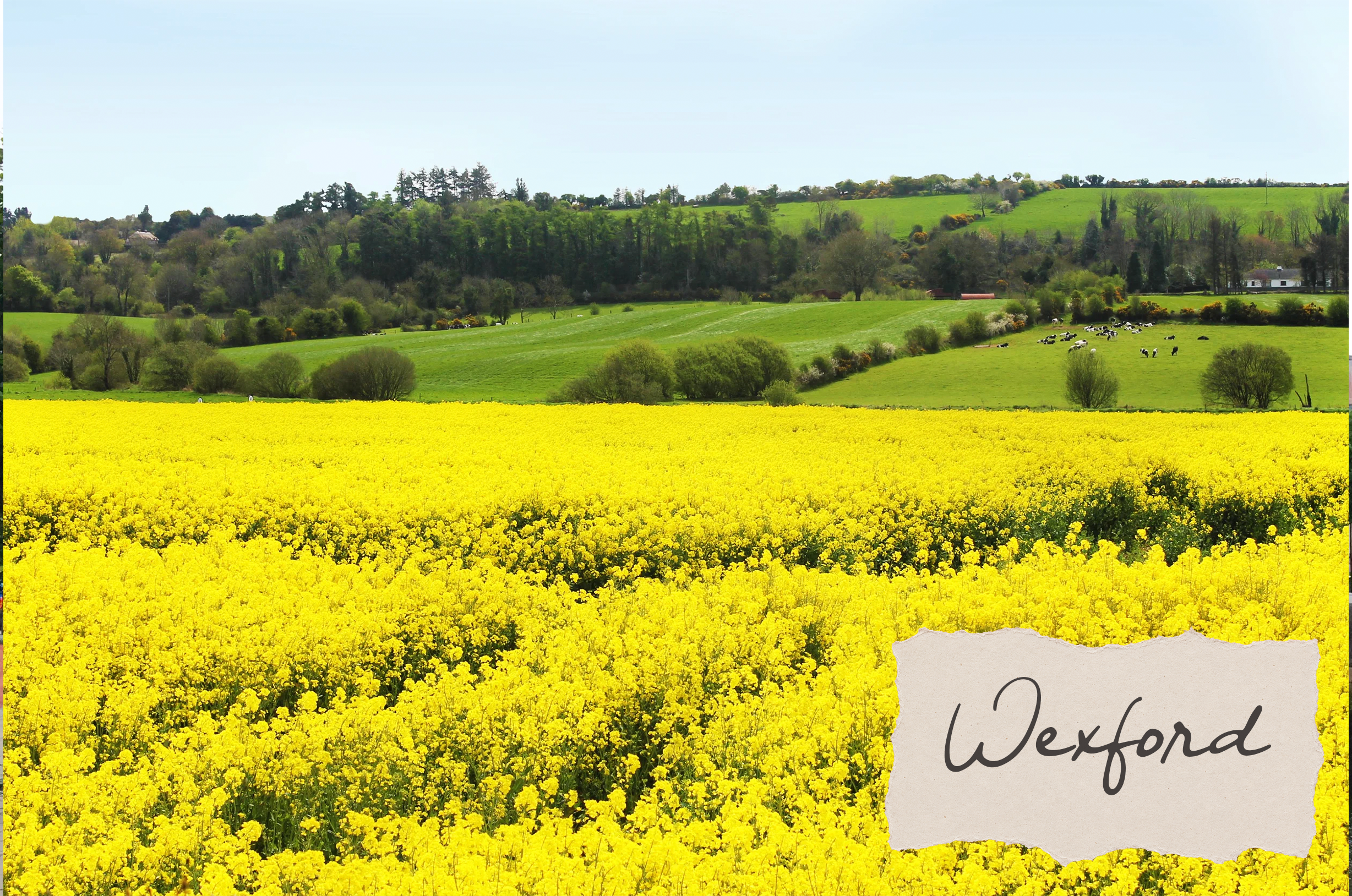 A Day Trip To Wexford