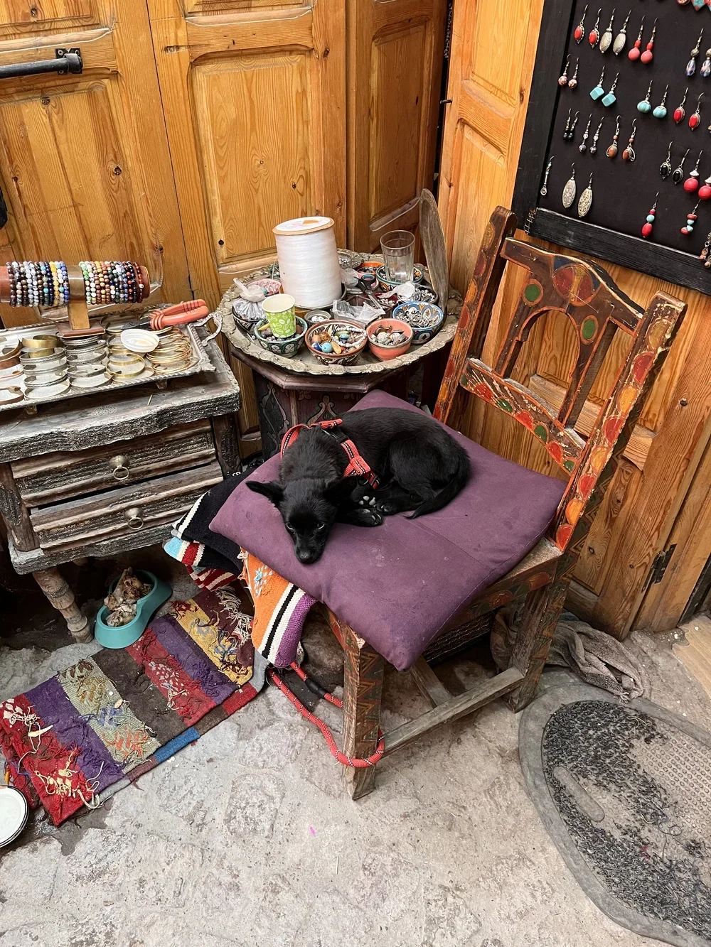Small black dog sitting on a purple cushion on a wooden chair surrounded by bowls and trays of jewellery in a Moroccan souk.