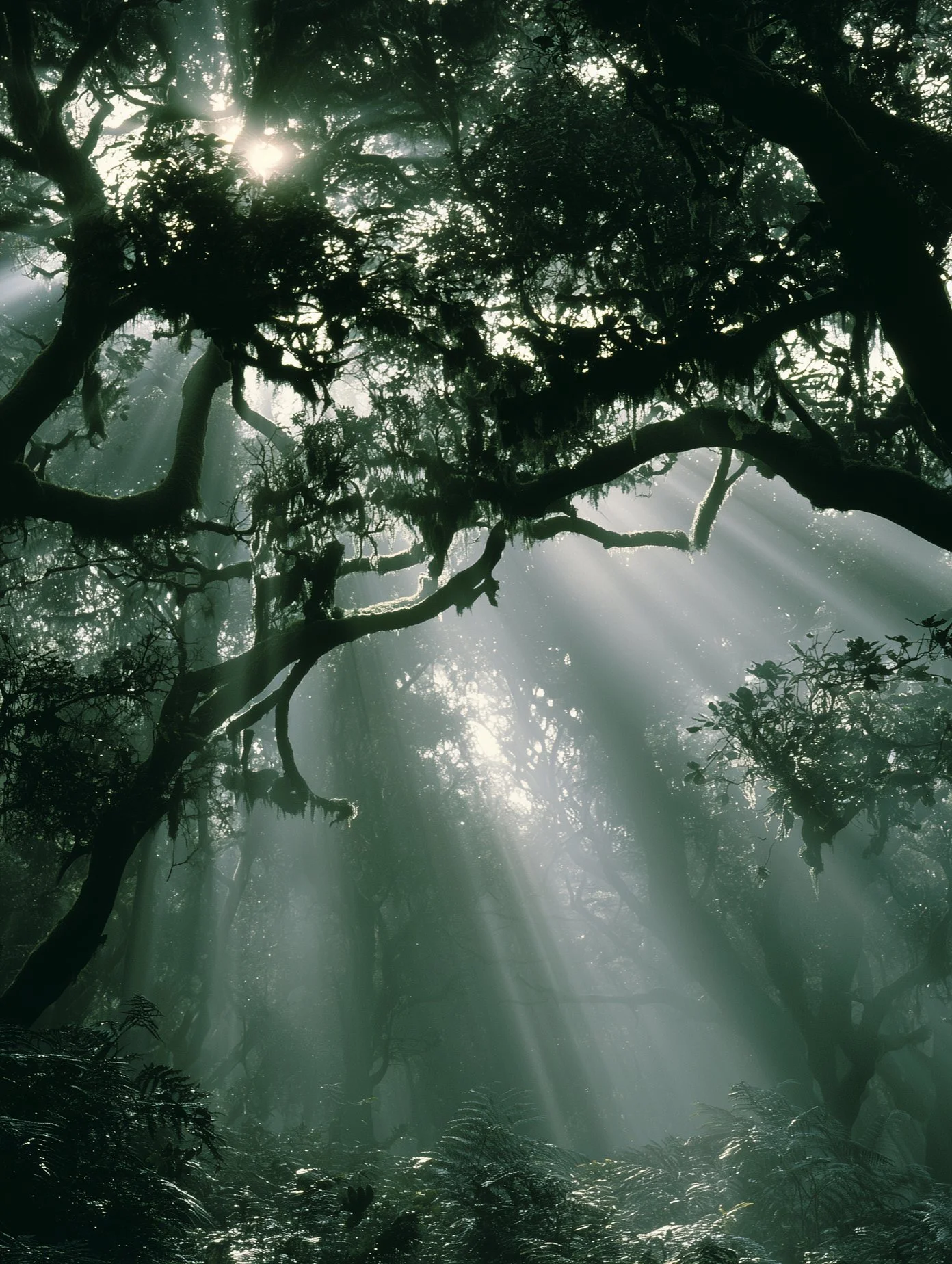 Sunlight filtering through dense forest canopy, creating rays of light shining down through mist and foliage.
