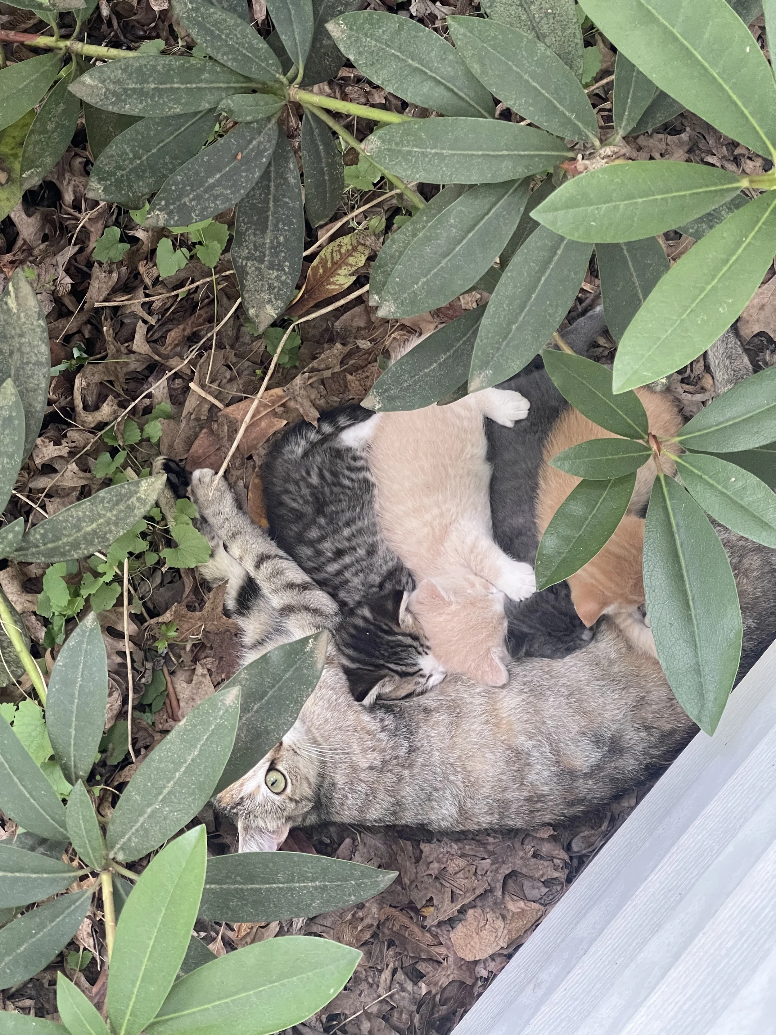 A gray tabby cat and a calico kitten are cuddling on the ground beneath green leaves and dry leaves, partially hidden by foliage.