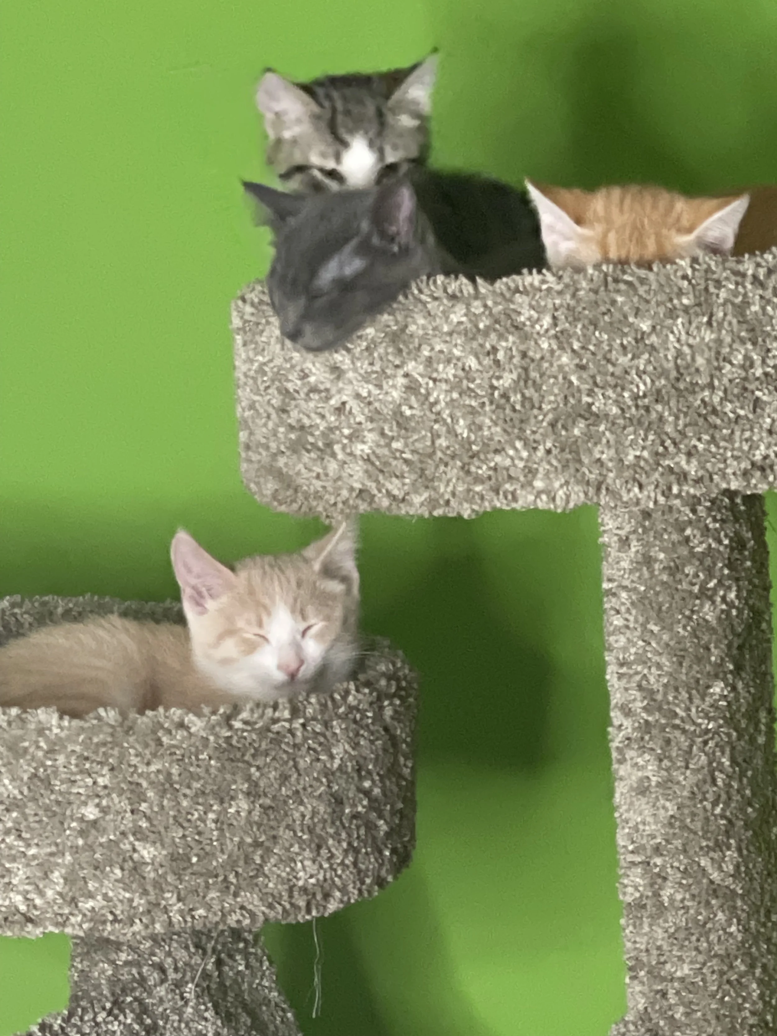 Three cats resting on a multi-level carpeted cat tree with green walls in the background.