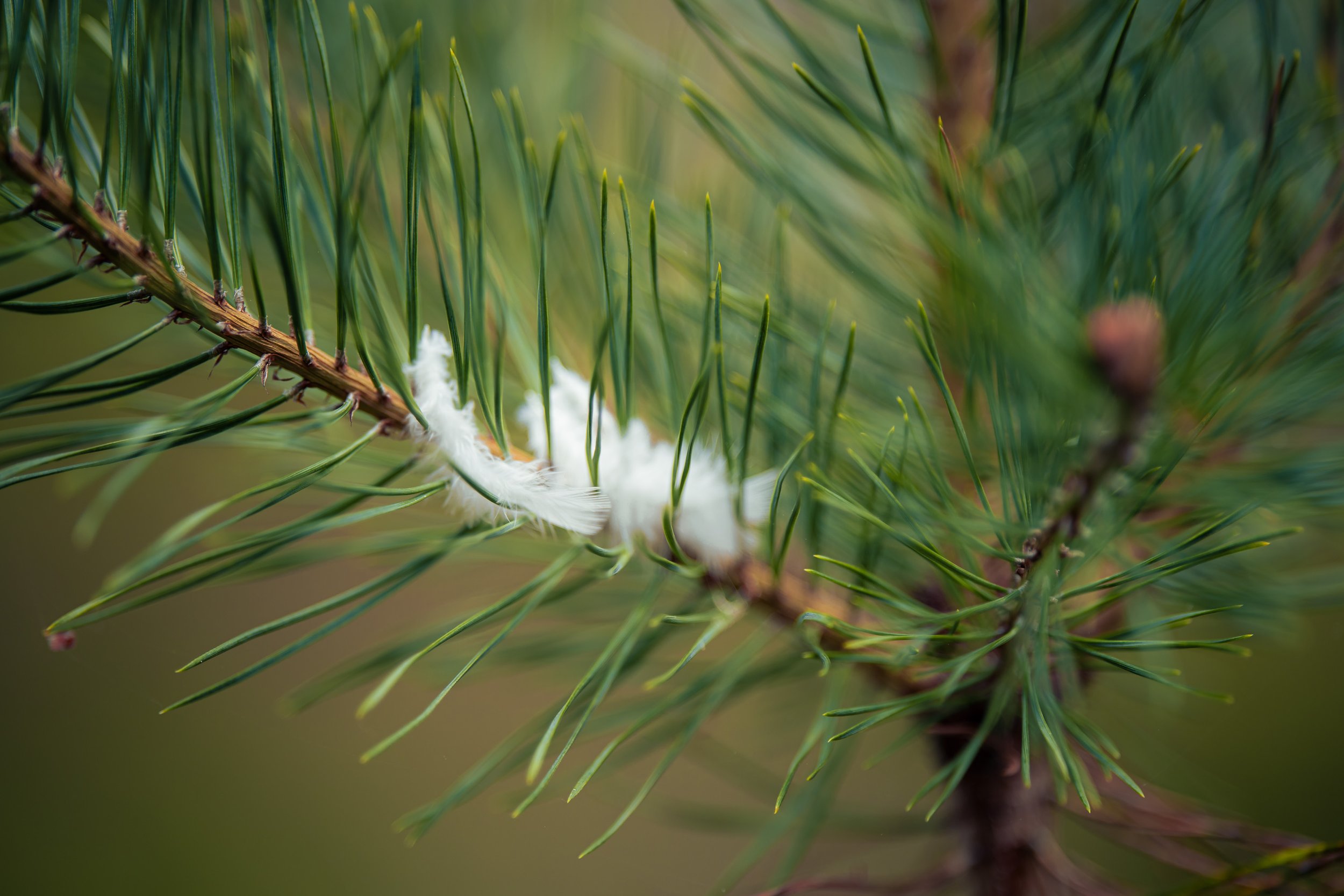 A soft white feather caught in pine needles, one of the small details found along the walk.