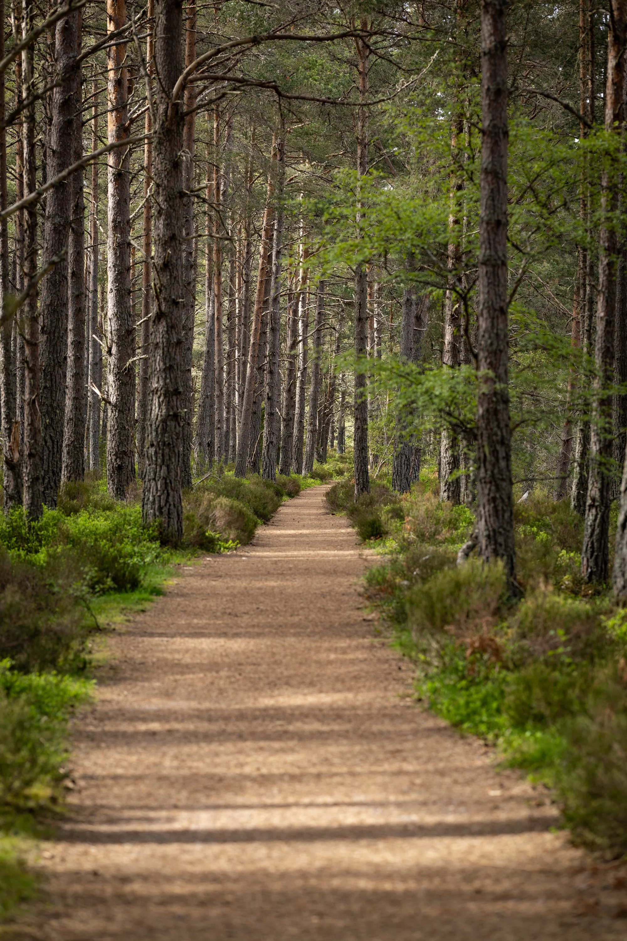 A straight forest path running through tall pine trees, with warm light falling across the track.