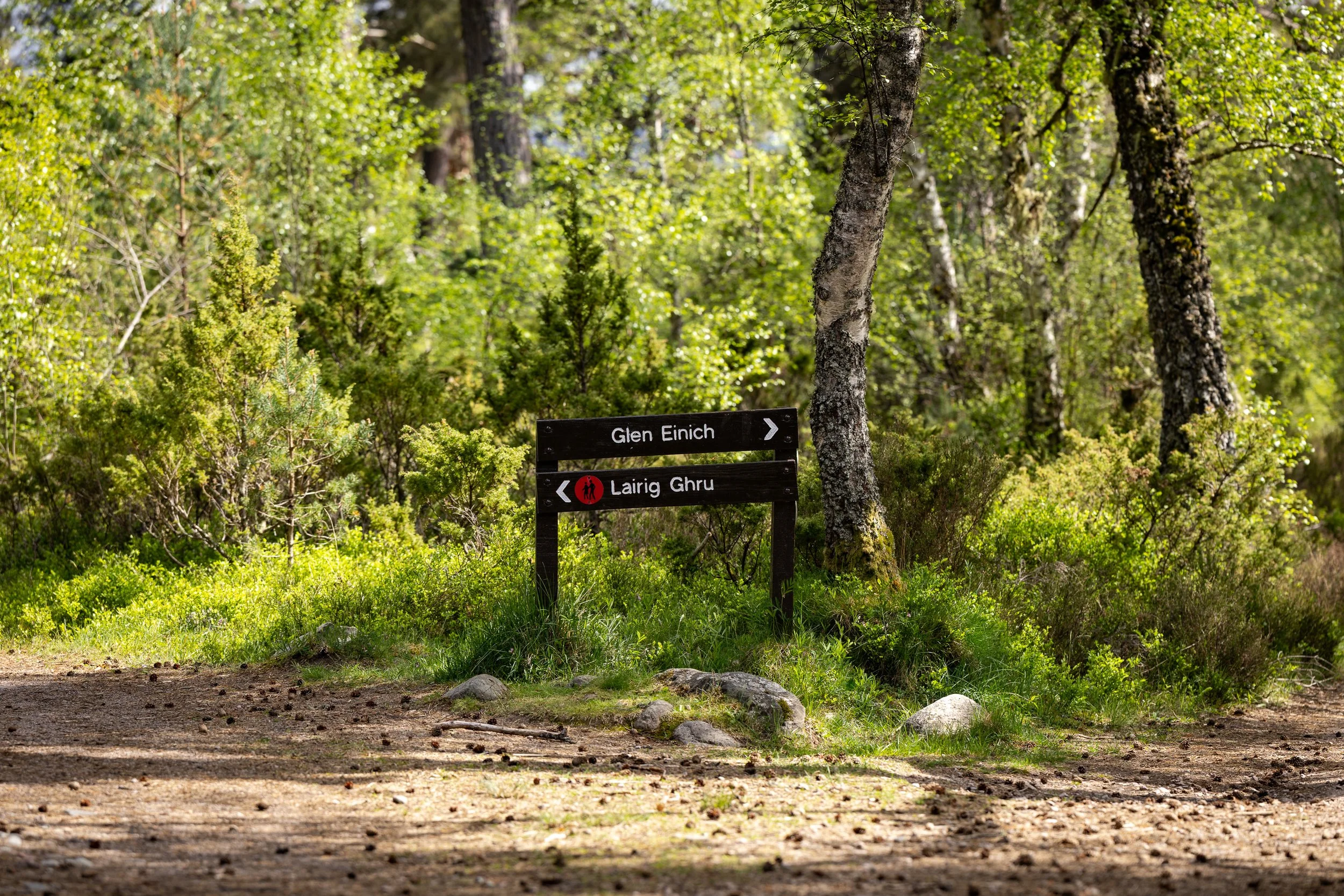 A Glen Einich and Lairig Ghru sign standing in soft woodland light.