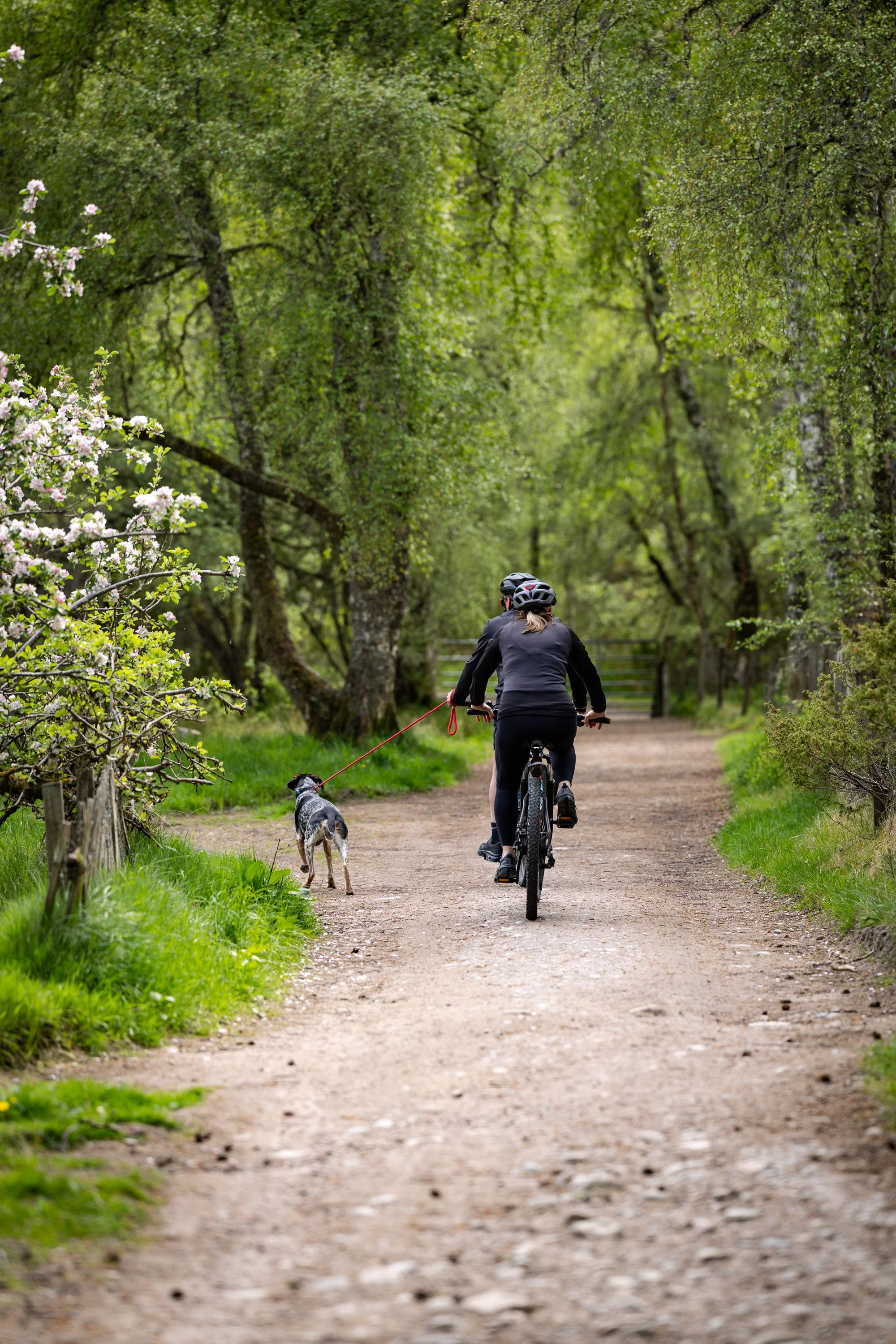 Cyclists and a dog moving along the forest track beneath spring blossom and green trees.