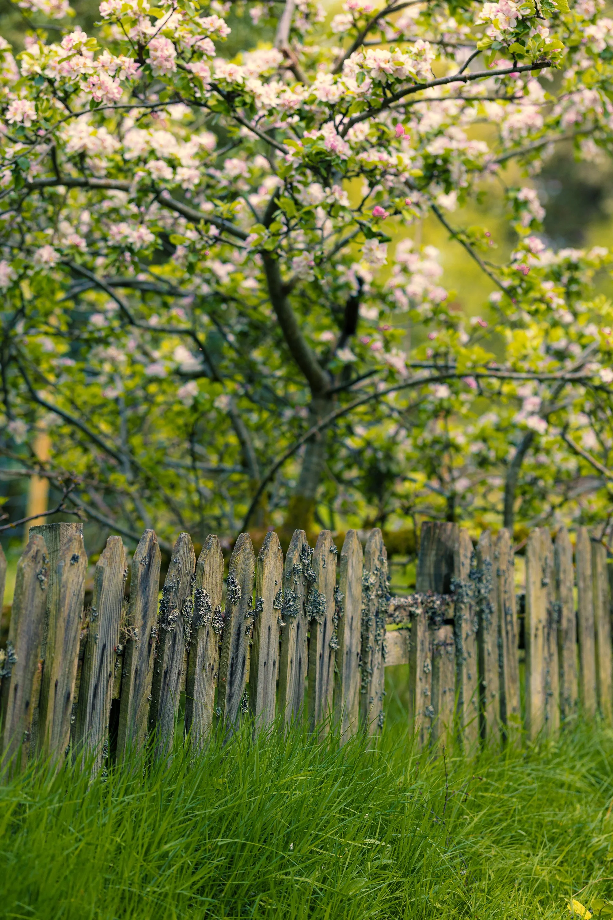 Pink blossom above an old lichen-covered fence, where spring colour meets weathered woodland detail.