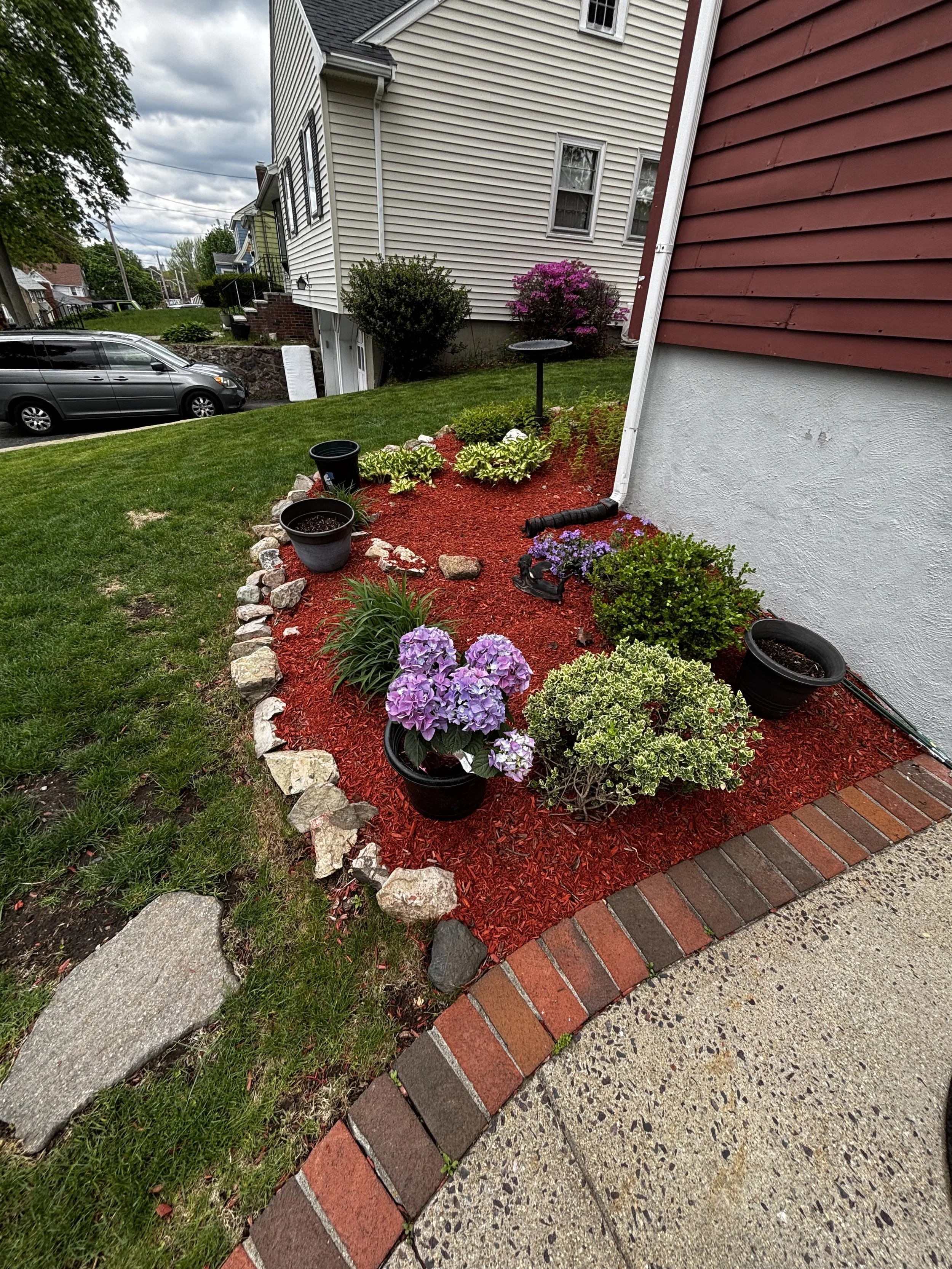 A front yard garden with blooming purple and green hydrangeas, decorative rocks, and red mulch, next to a brick-edged sidewalk and house with white, red, and green siding.