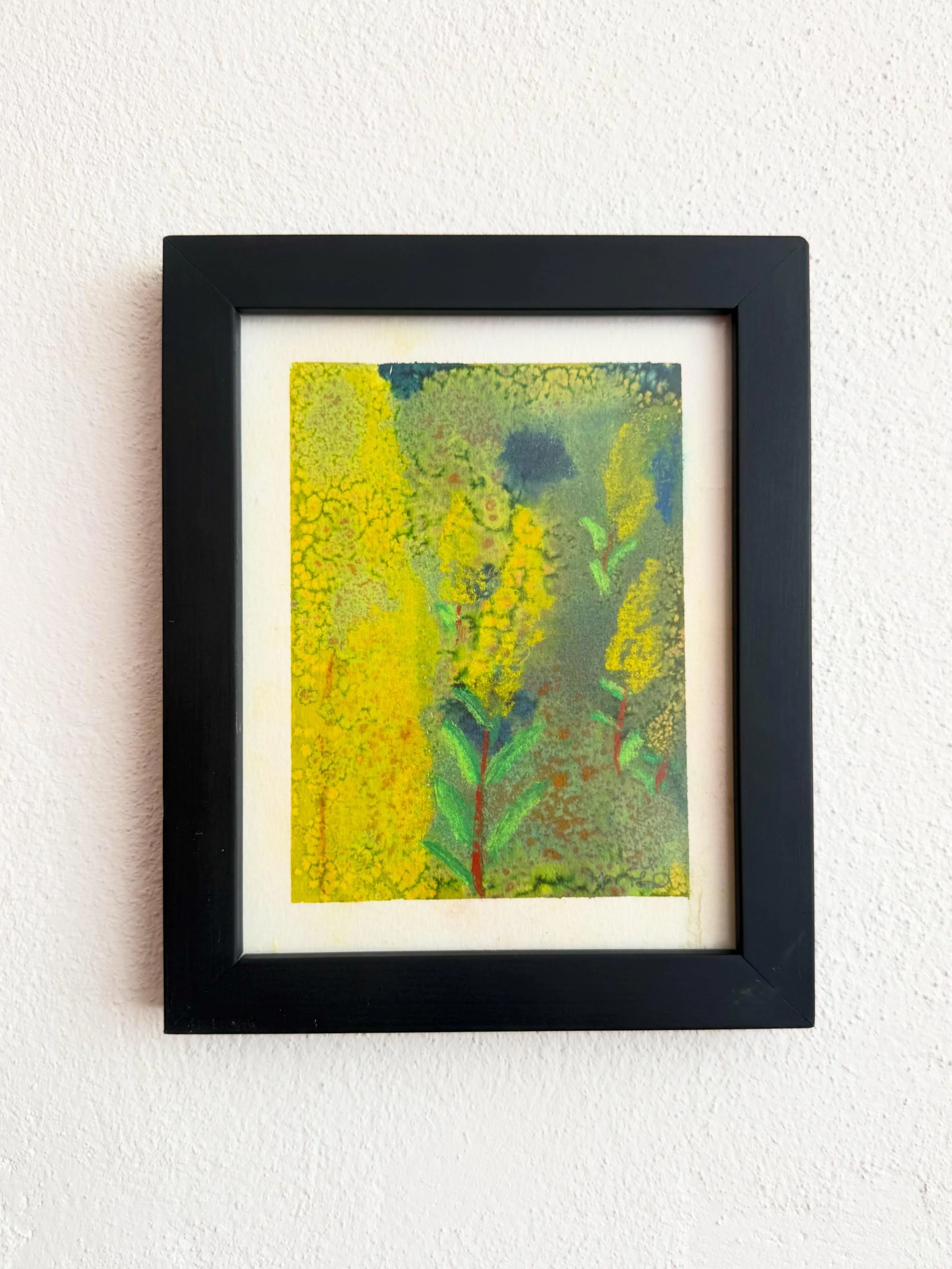 Solidago speciosa