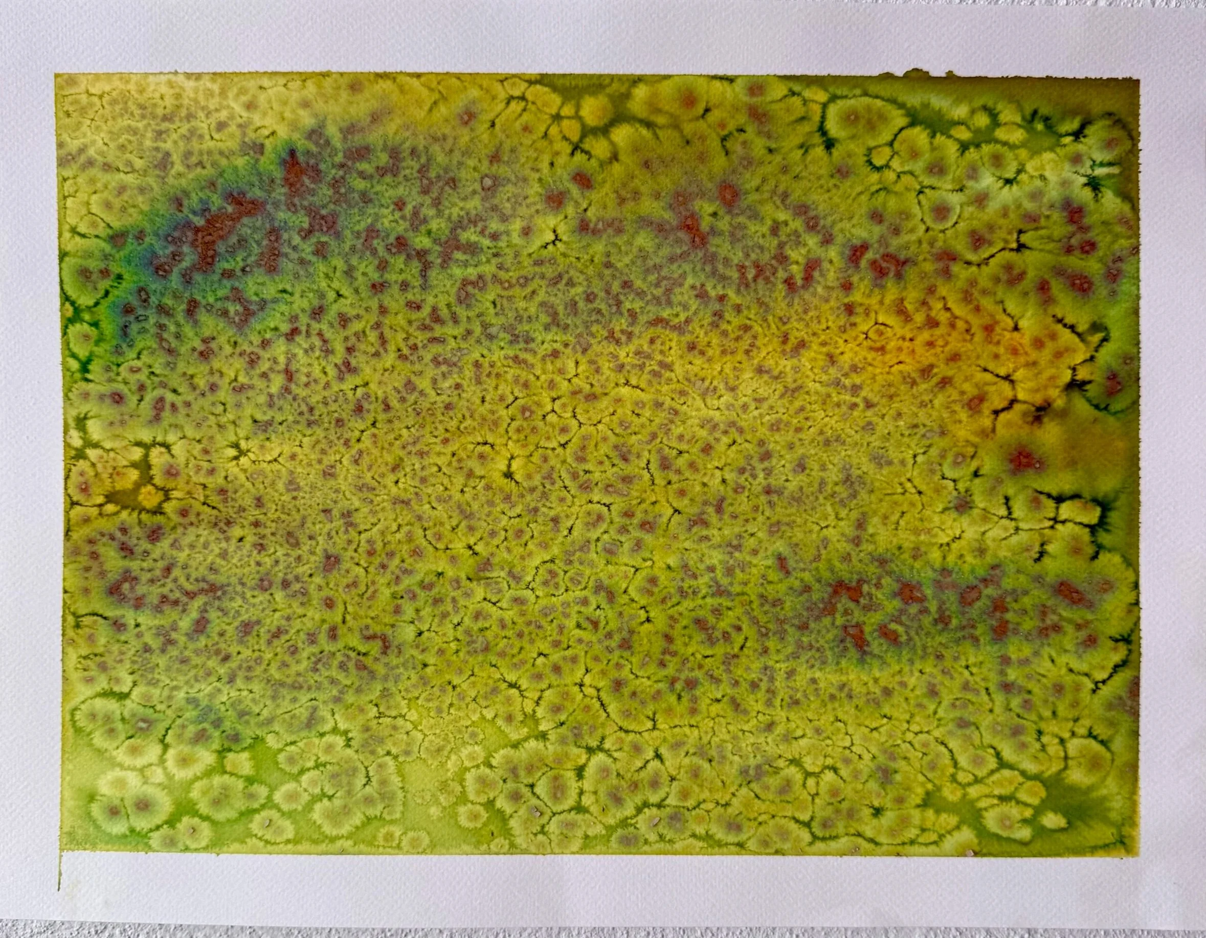 StudyOfLimonII_30.5x40cm.jpg