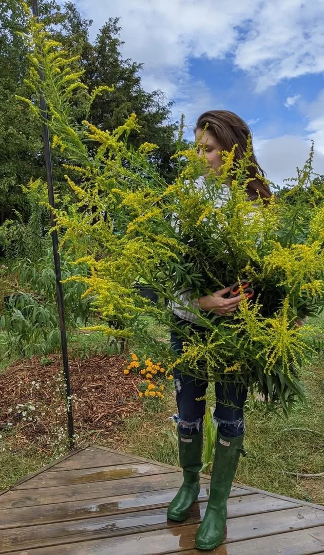 Goldenrod.JPG