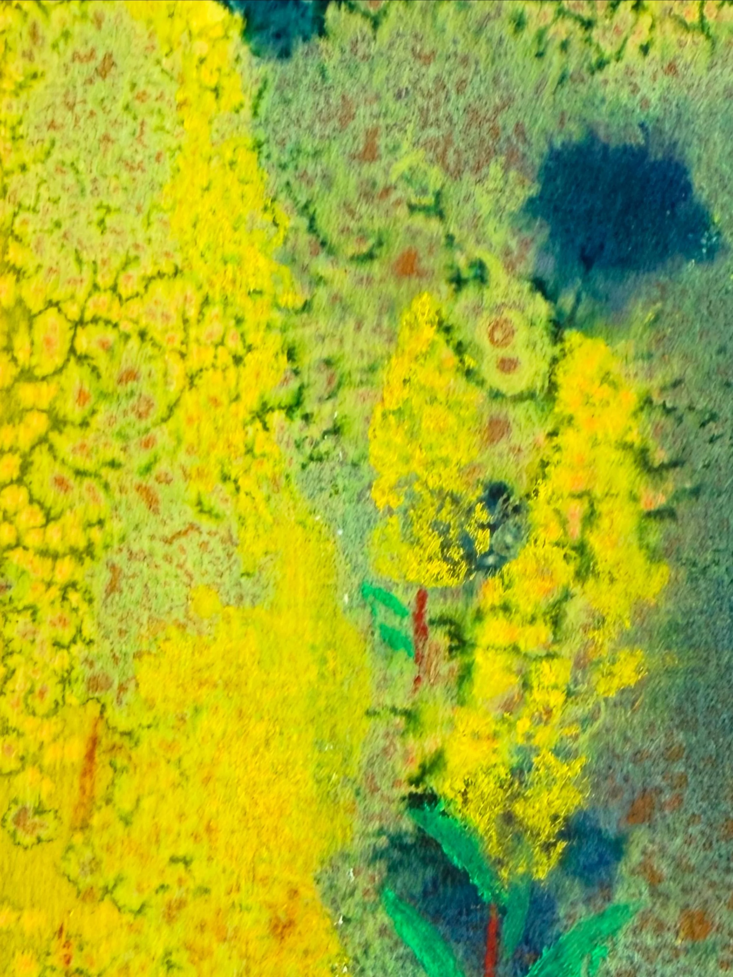 Solidagospeciosa_14x18closeup.JPG
