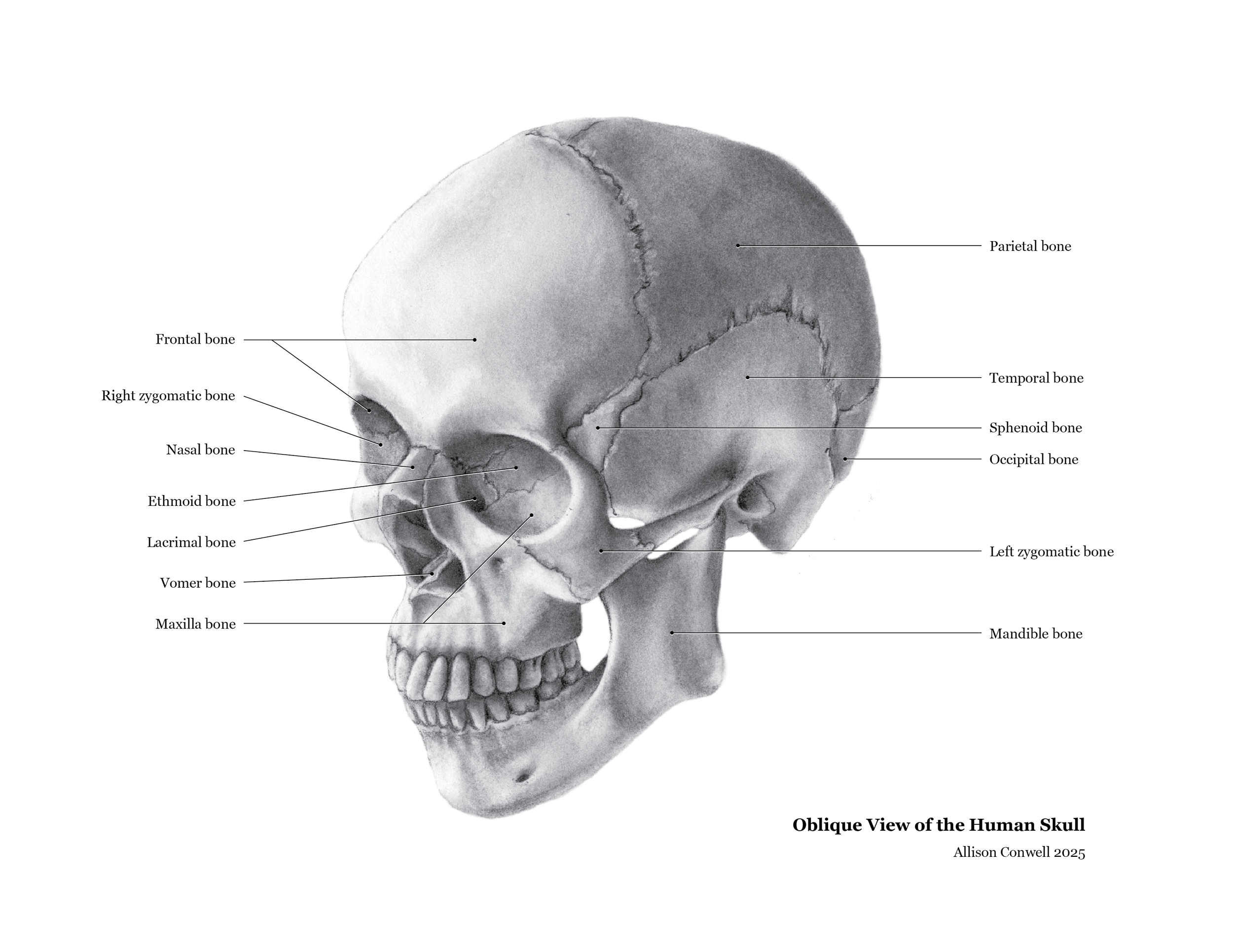 Carbon dust skull anatomical illustration.