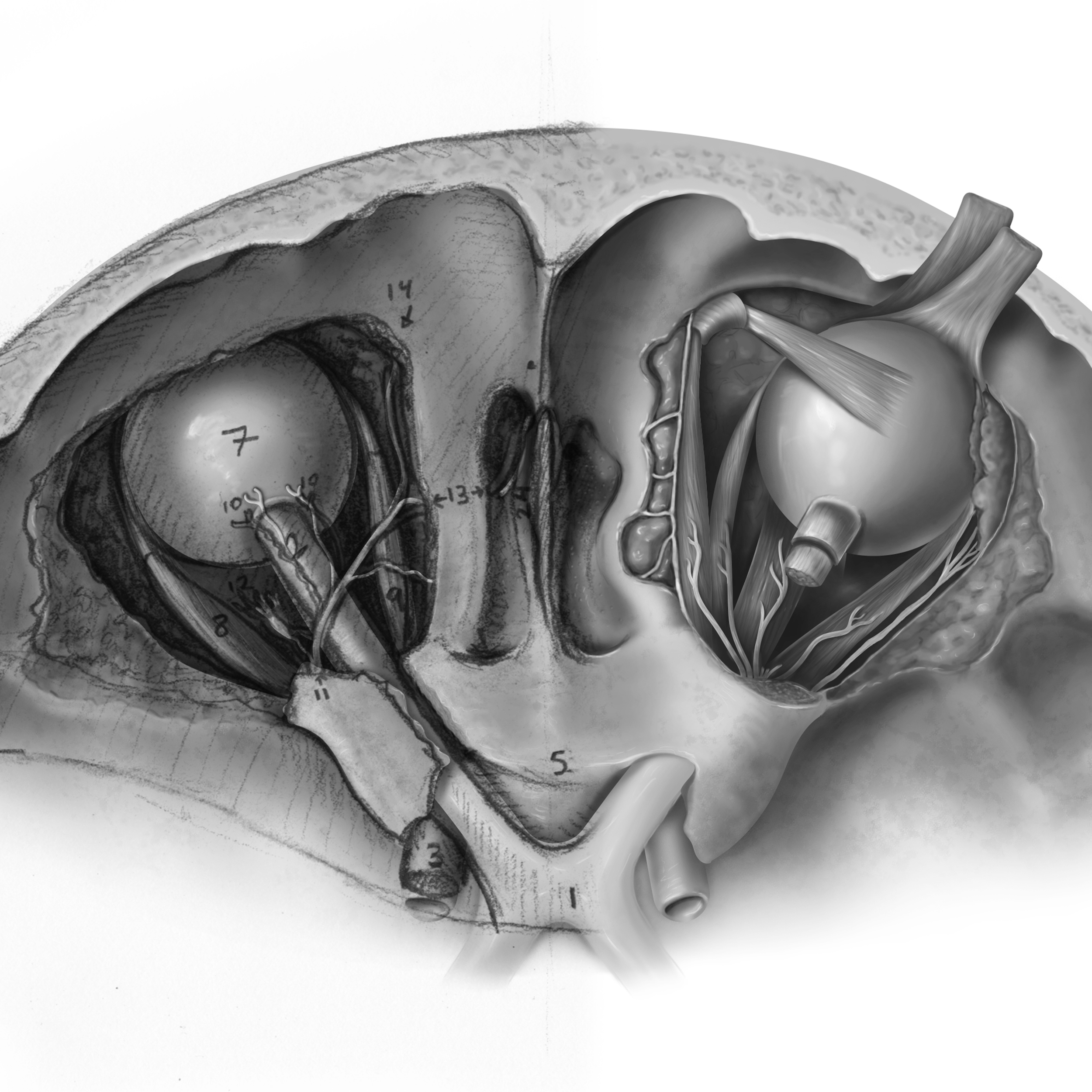 Superior Orbital Cavity Anatomical Illustration