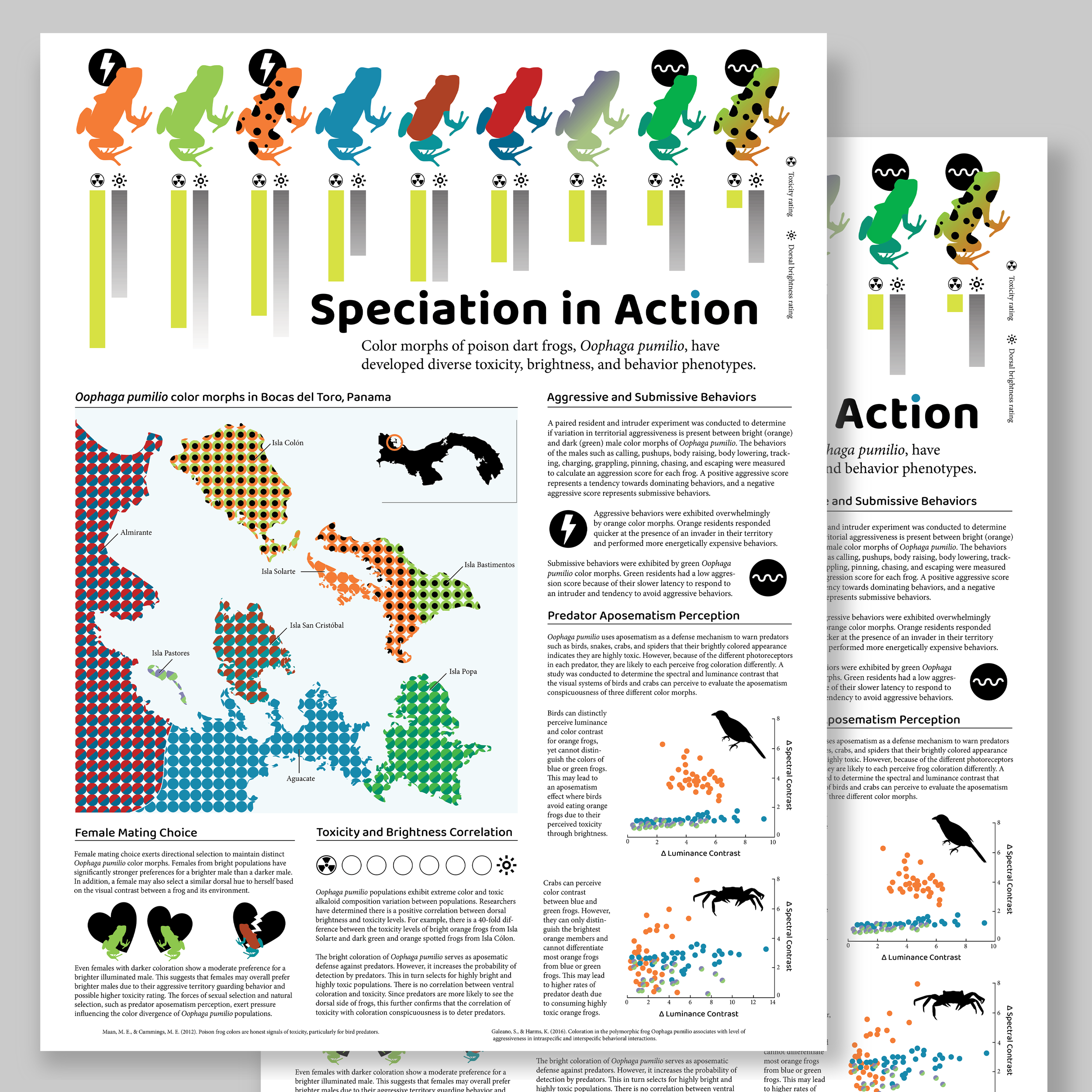 Poison Dart Frog Information Visualization