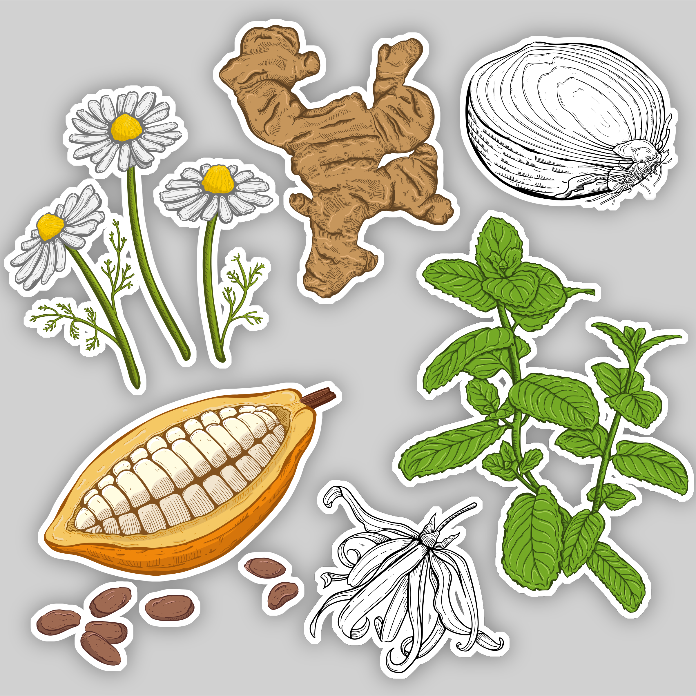 Vector botanical illustrations.