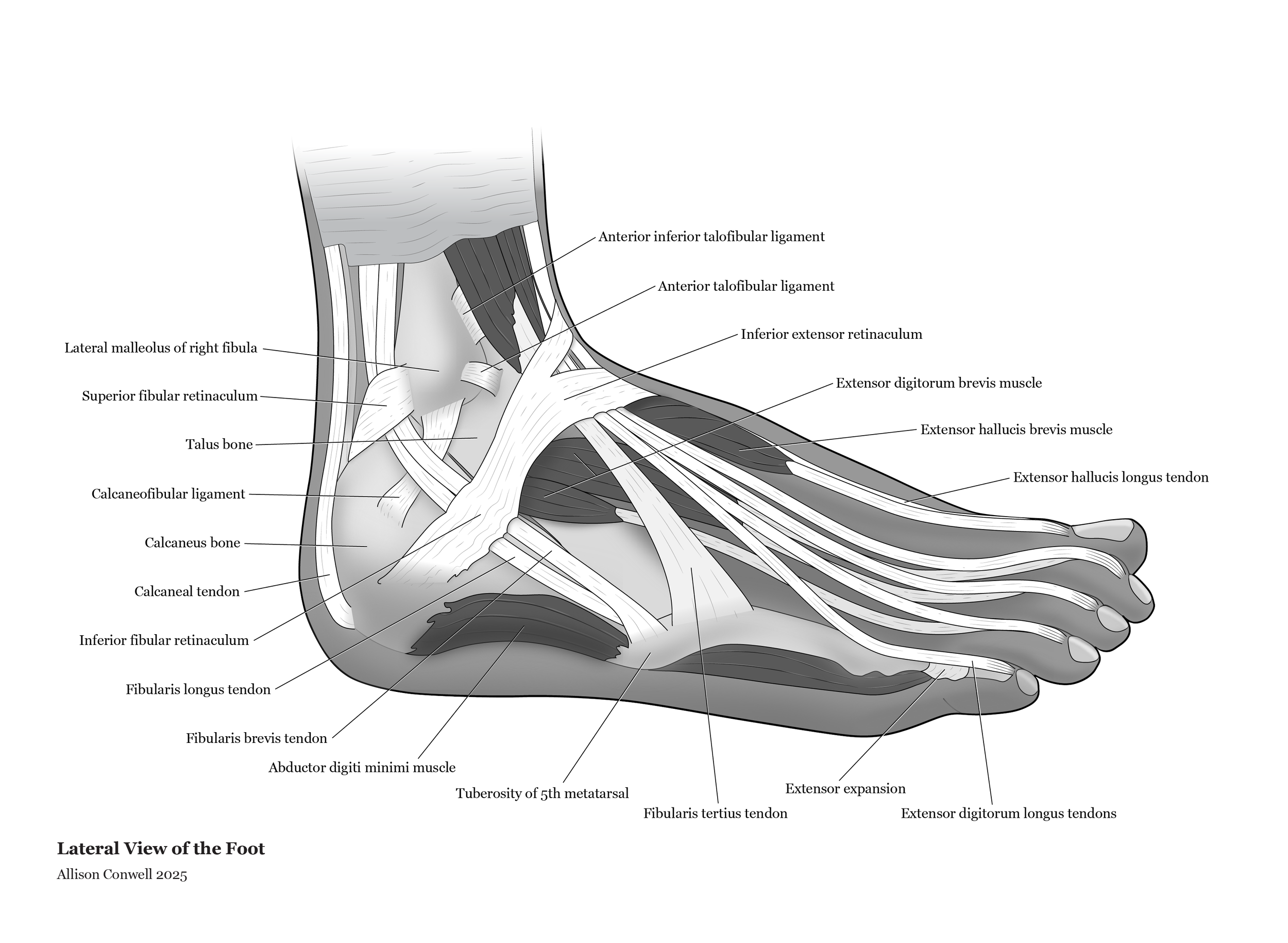Vector anatomical illustration of the lateral foot.