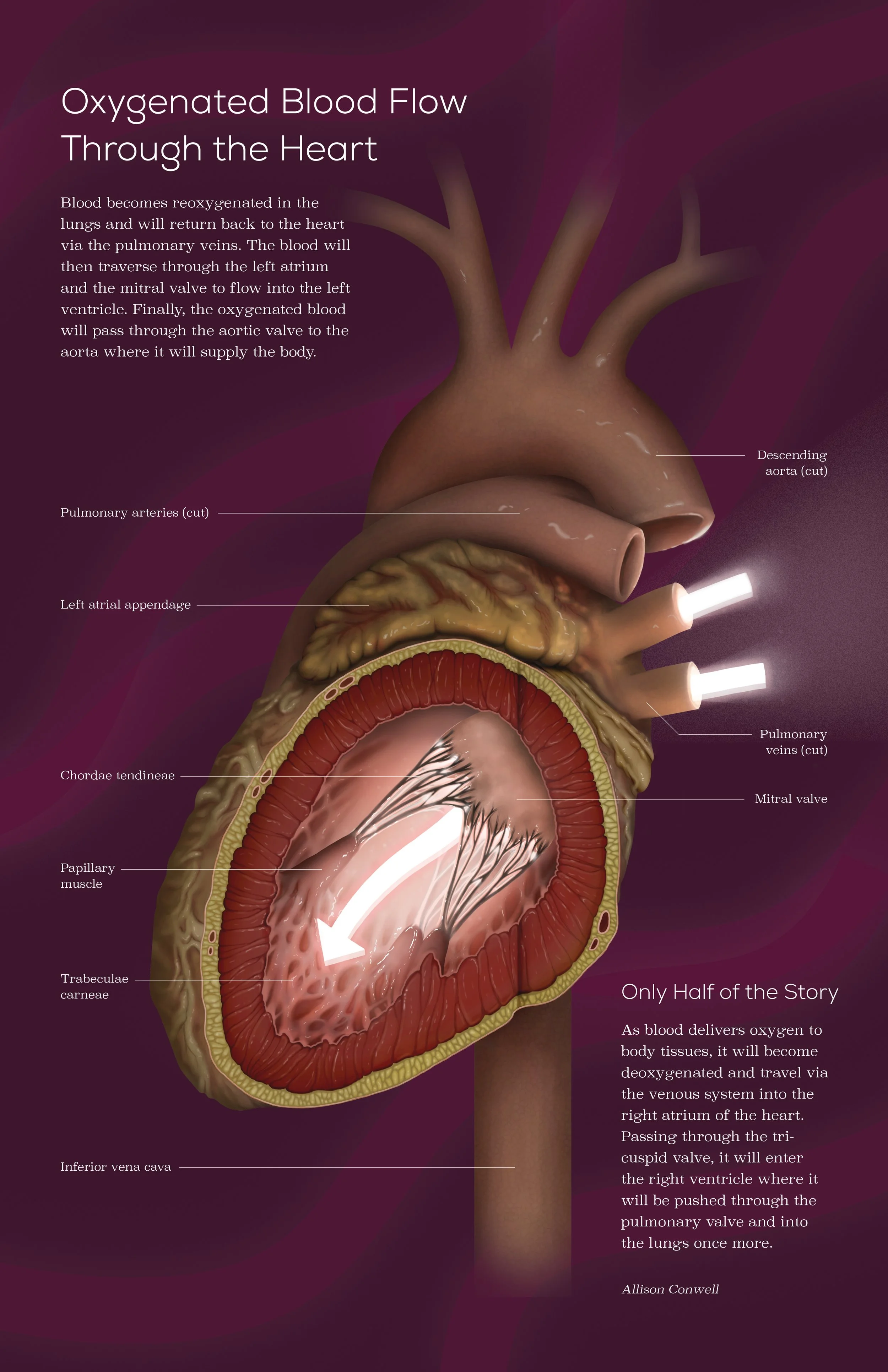 Blood flow through the heart digital illustration.