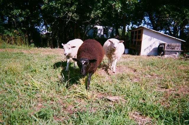 Three sheep, one black and two white, grazing on grass in a farmyard with trees and a small shed in the background.