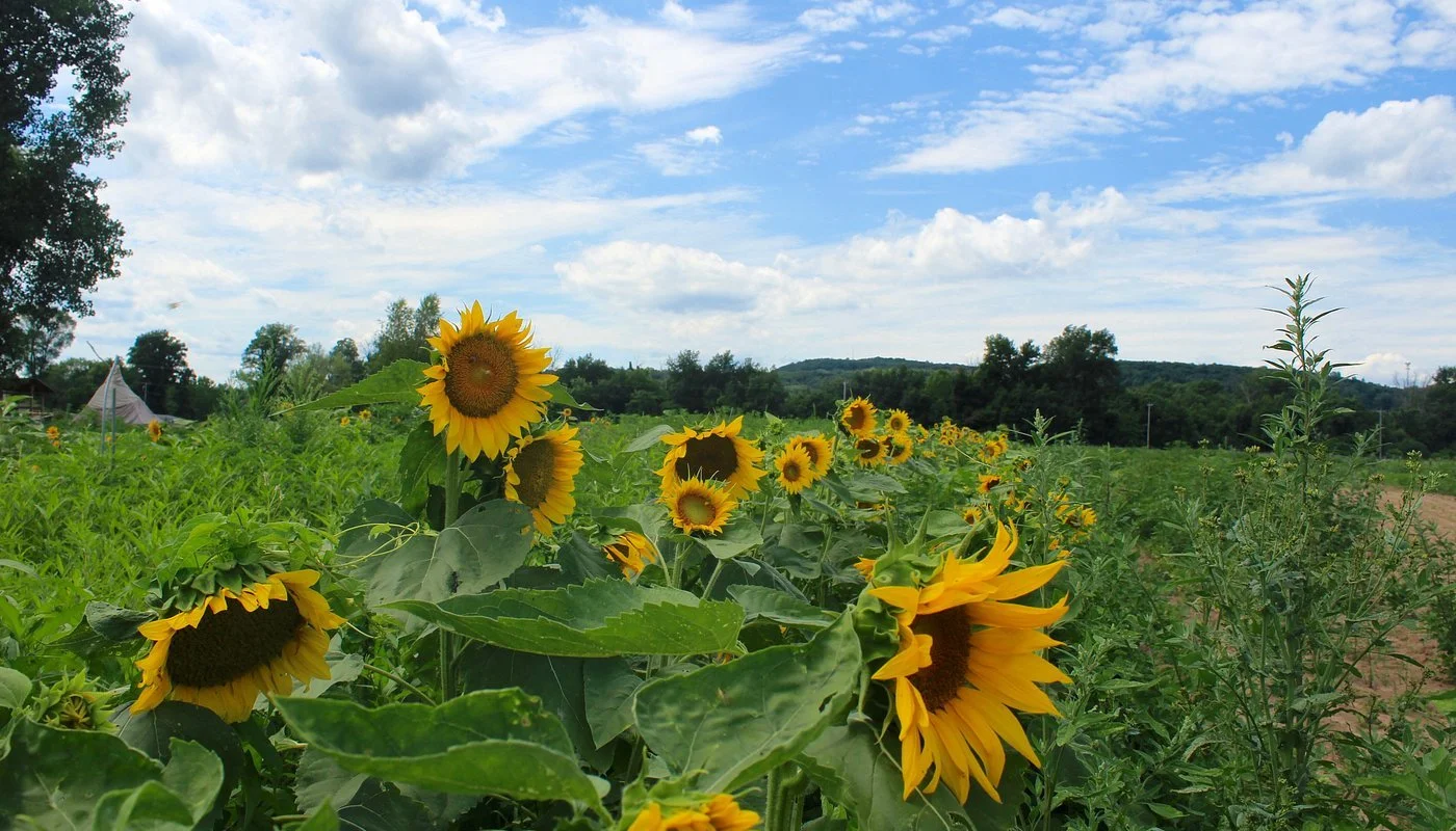 Seed Song Farm in Kingston NY Field of blooming sunflowers under a partly cloudy sky in a rural landscape.