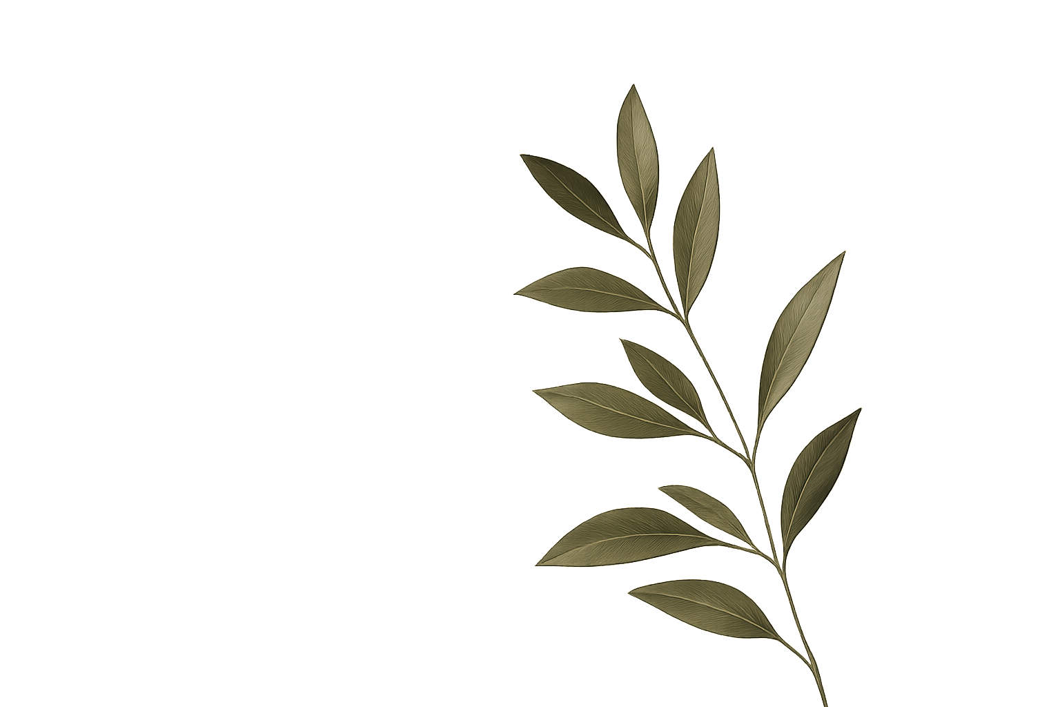 Olive green botanical branch with elongated leaves