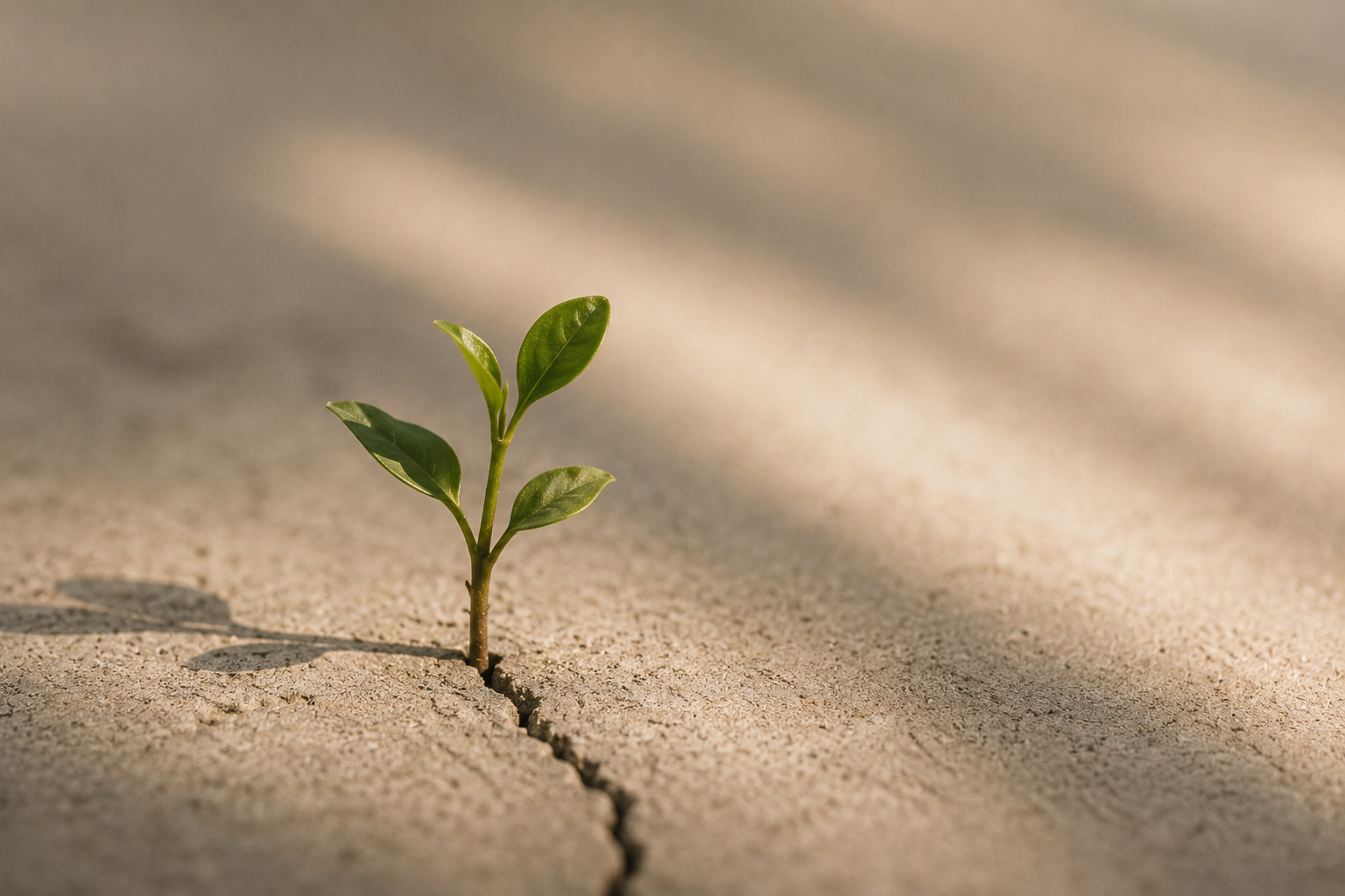 A small green plant growing through a crack in dry, cracked earth.