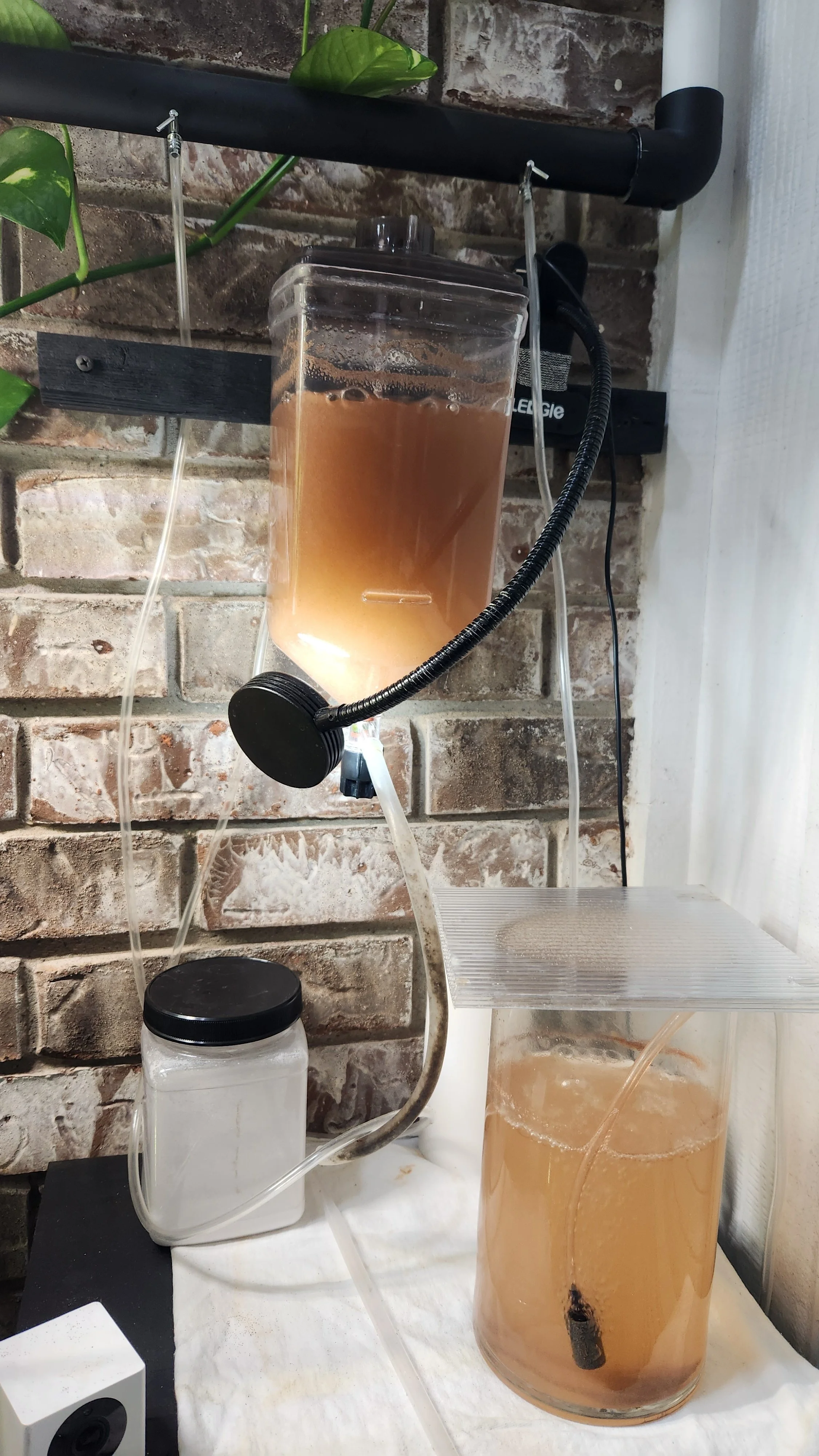 Brine Shrimp (Artemia) Hatching Protocol – Ziss Hatchery