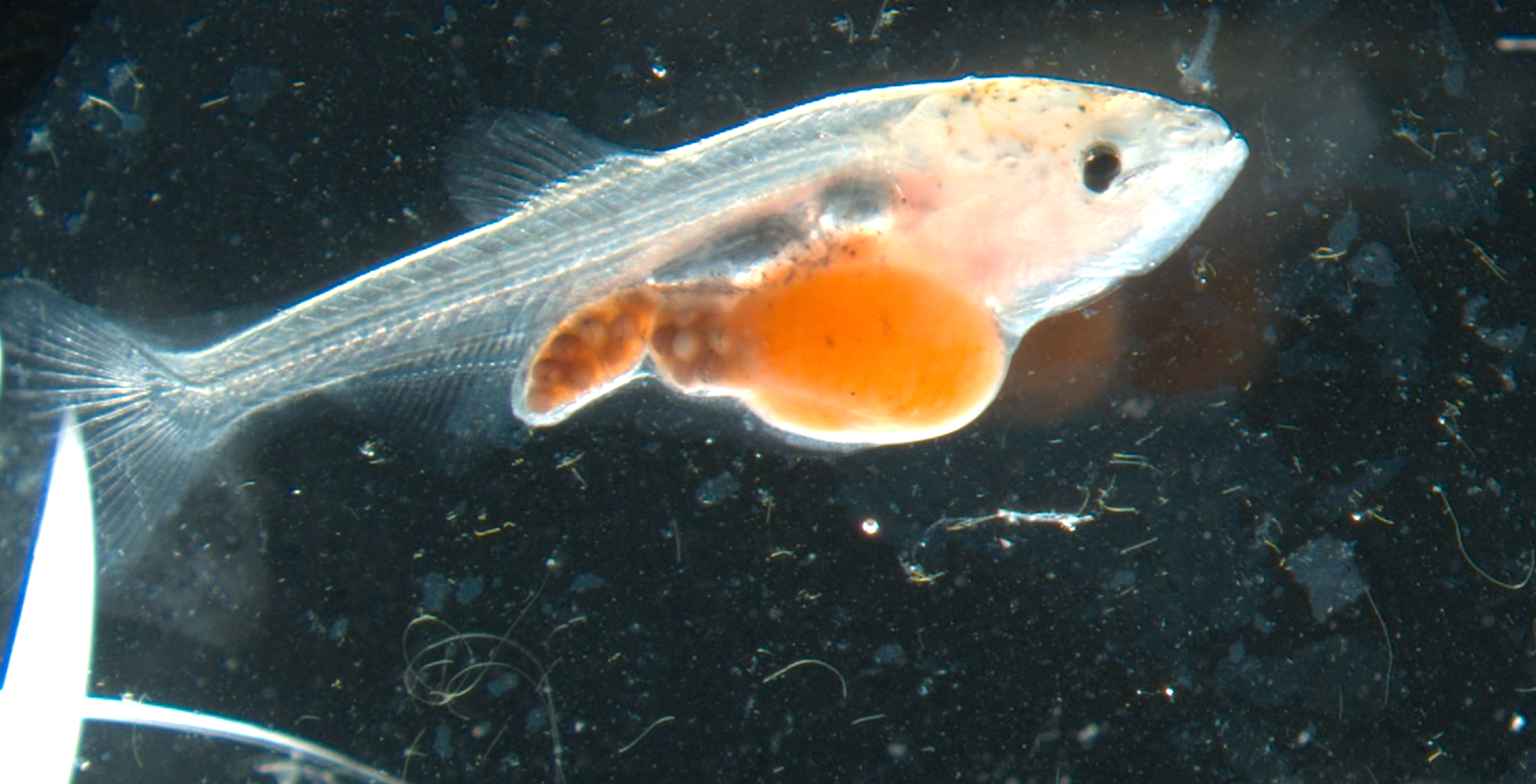How Often Should You Feed Live Food to Fry?