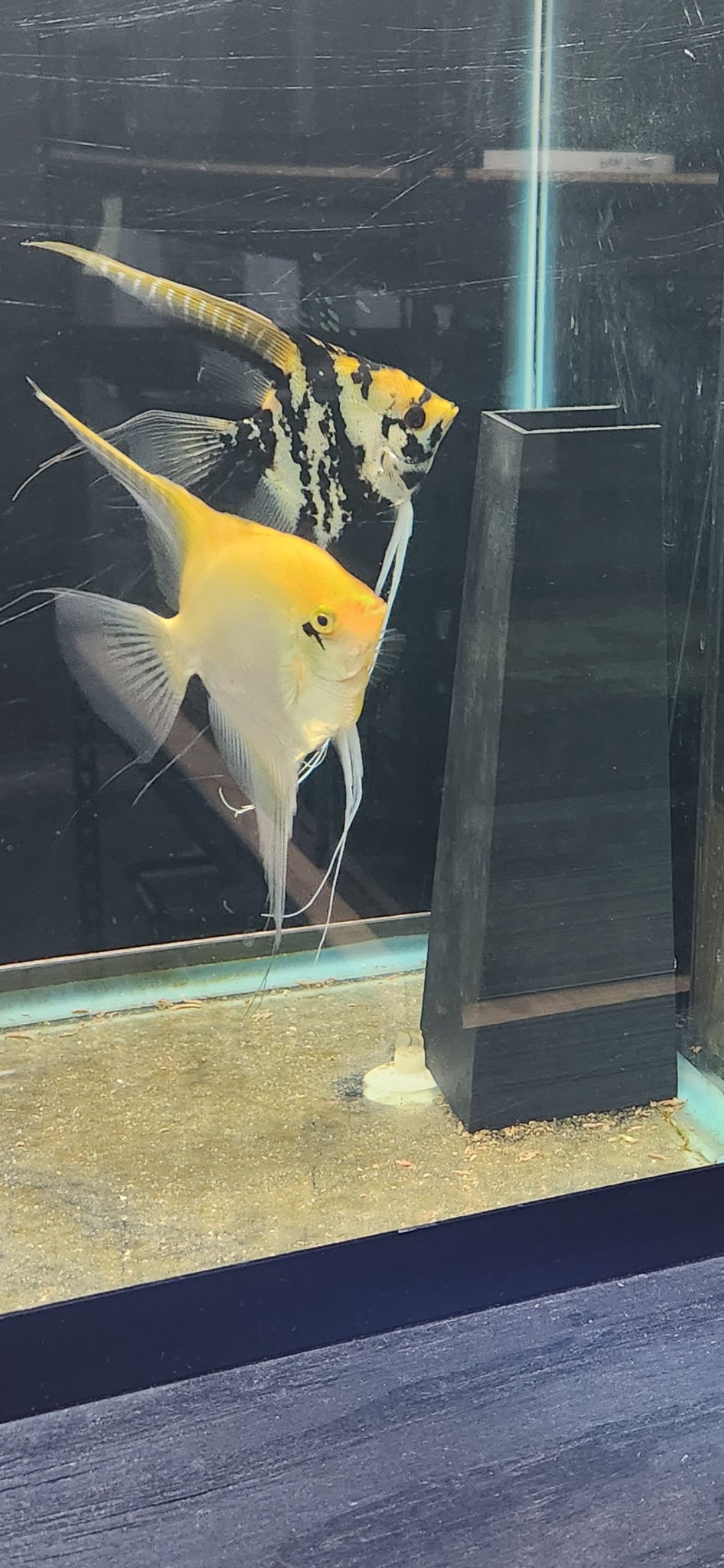 How We Condition Fish for Spawning at Lane Aquatics