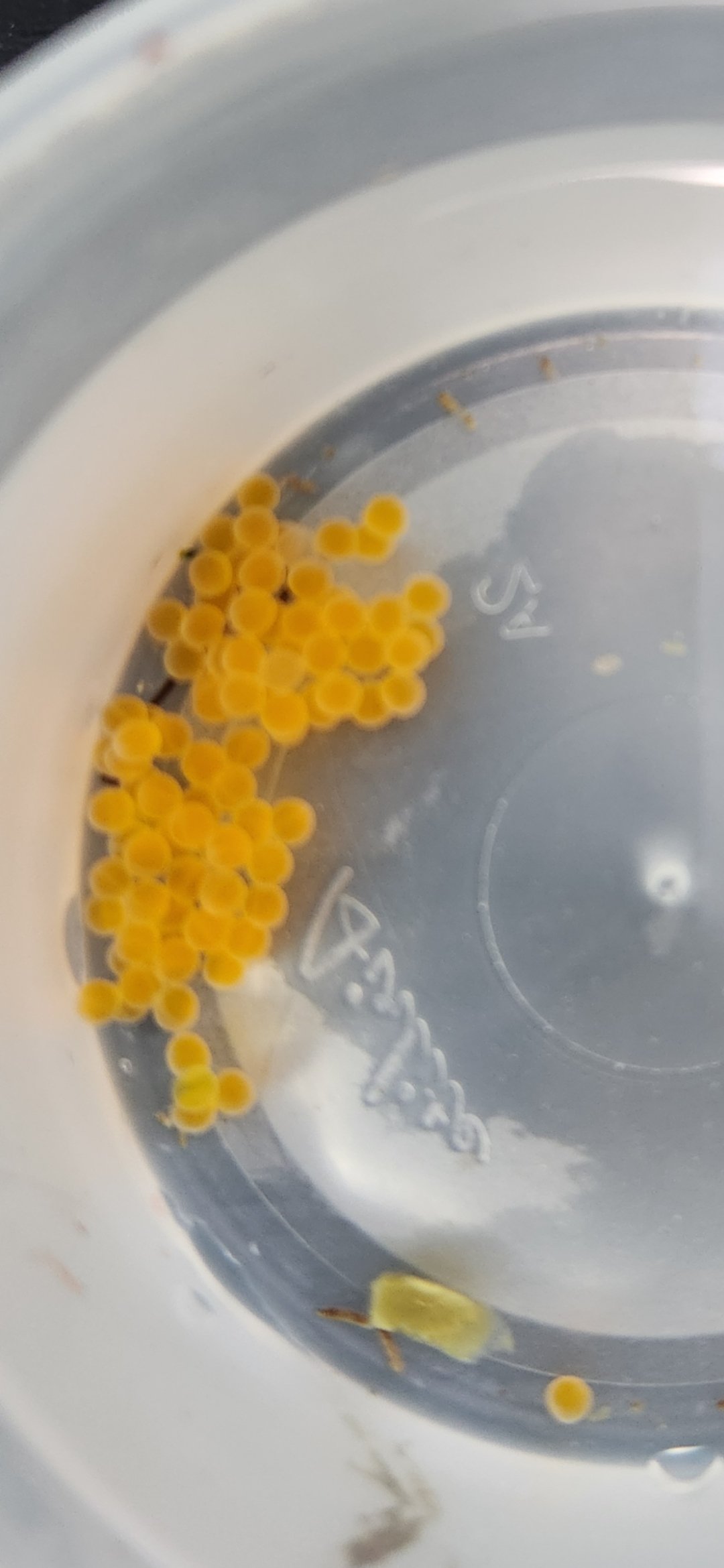 How to Collect and Incubate Fish Eggs