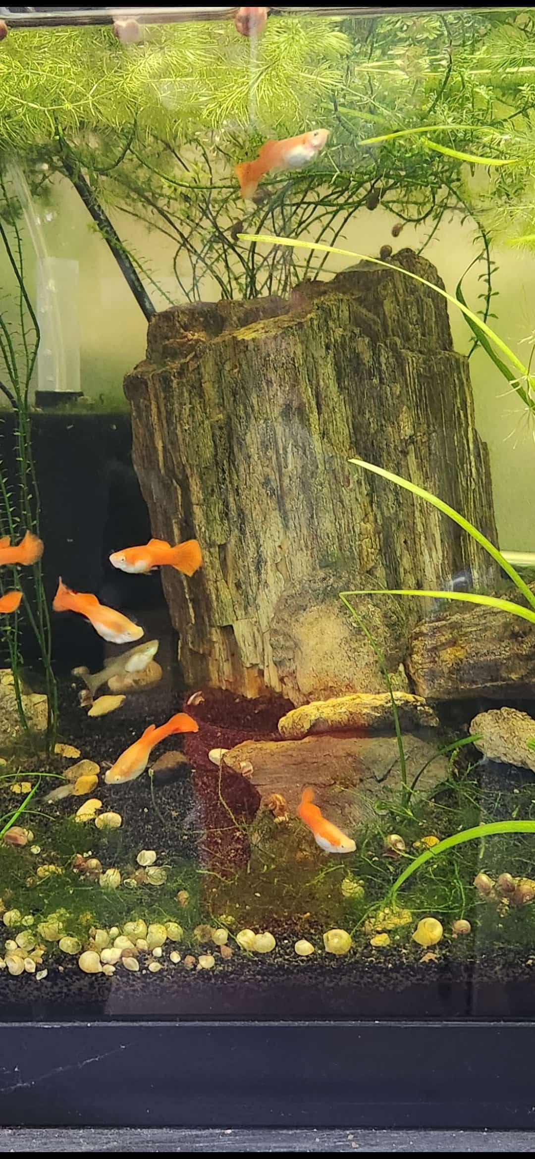 How to Set Up Your First Freshwater Aquarium (Beginner Guide)