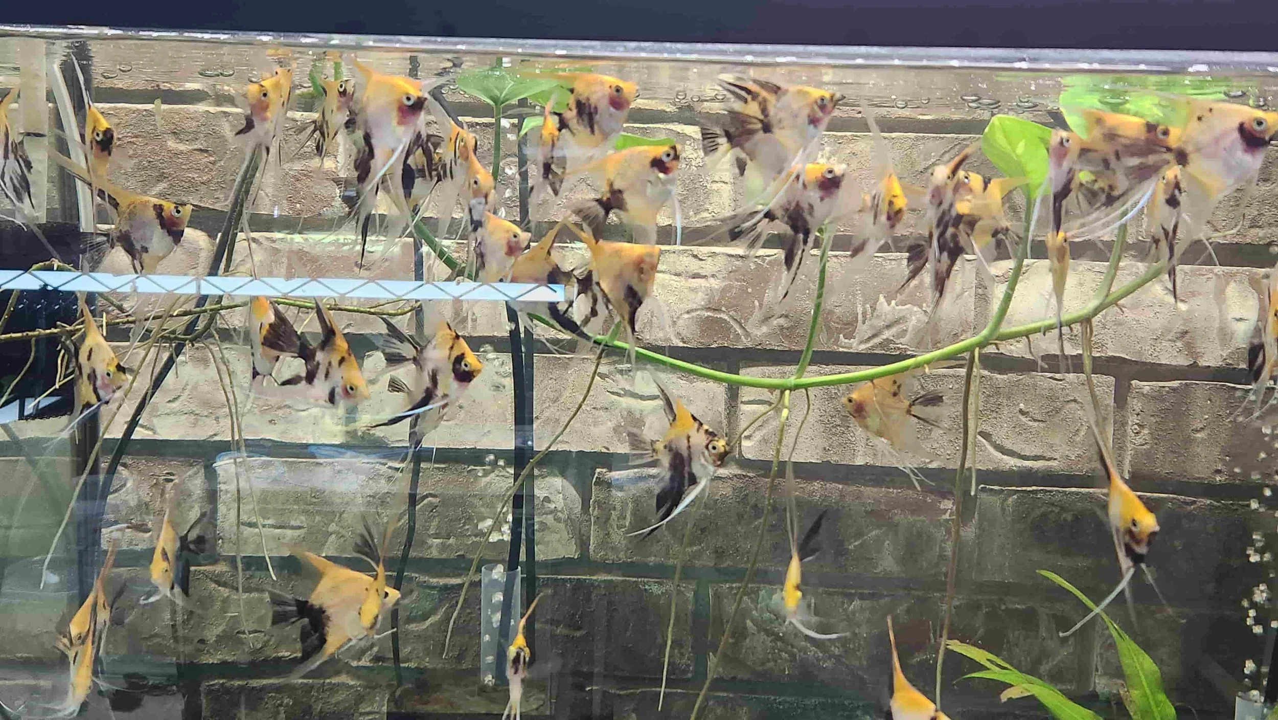 The Fastest Way to Stock a Healthy Freshwater Aquarium (Without Losing Fish)