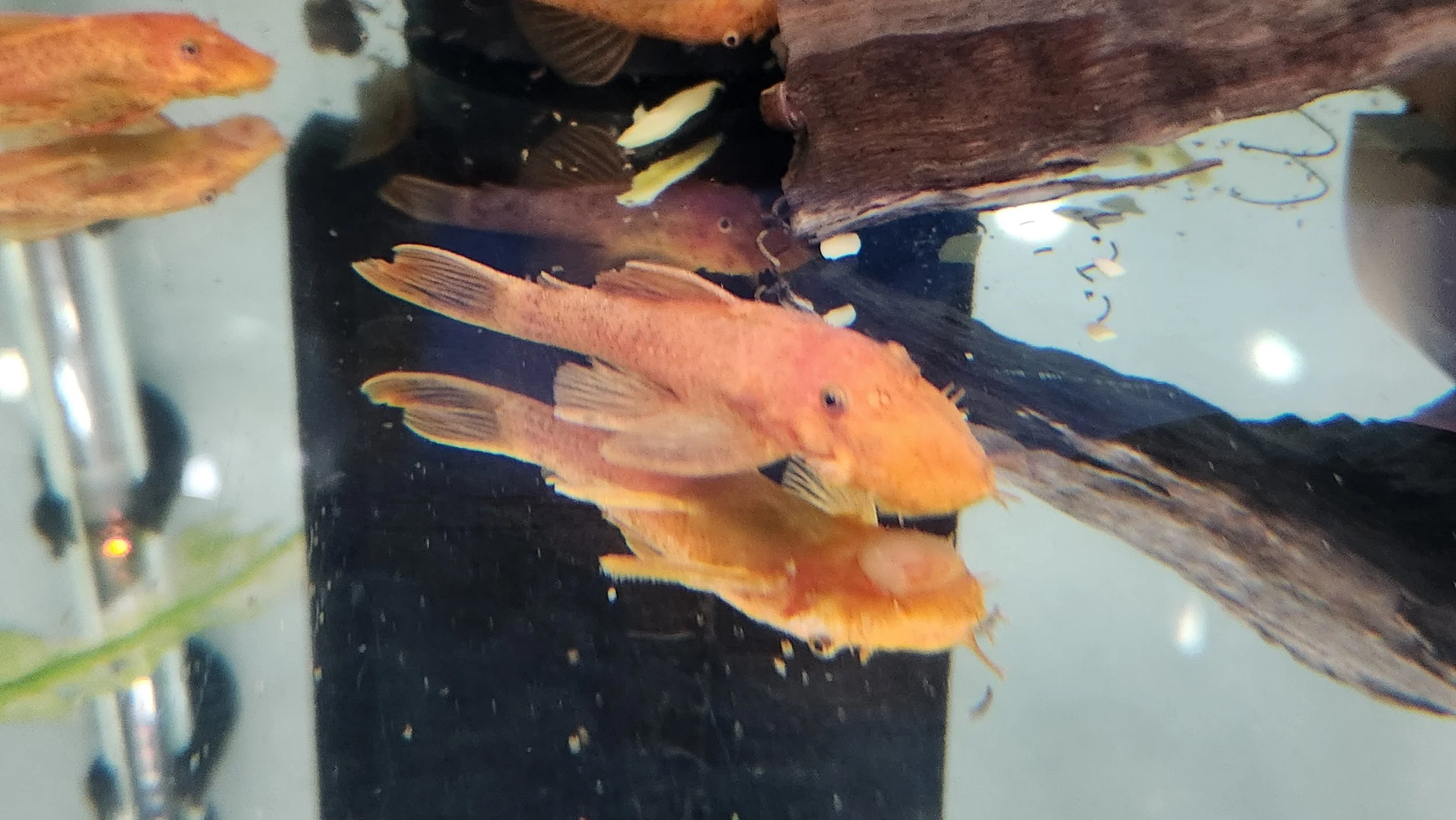 Super Red Pleco