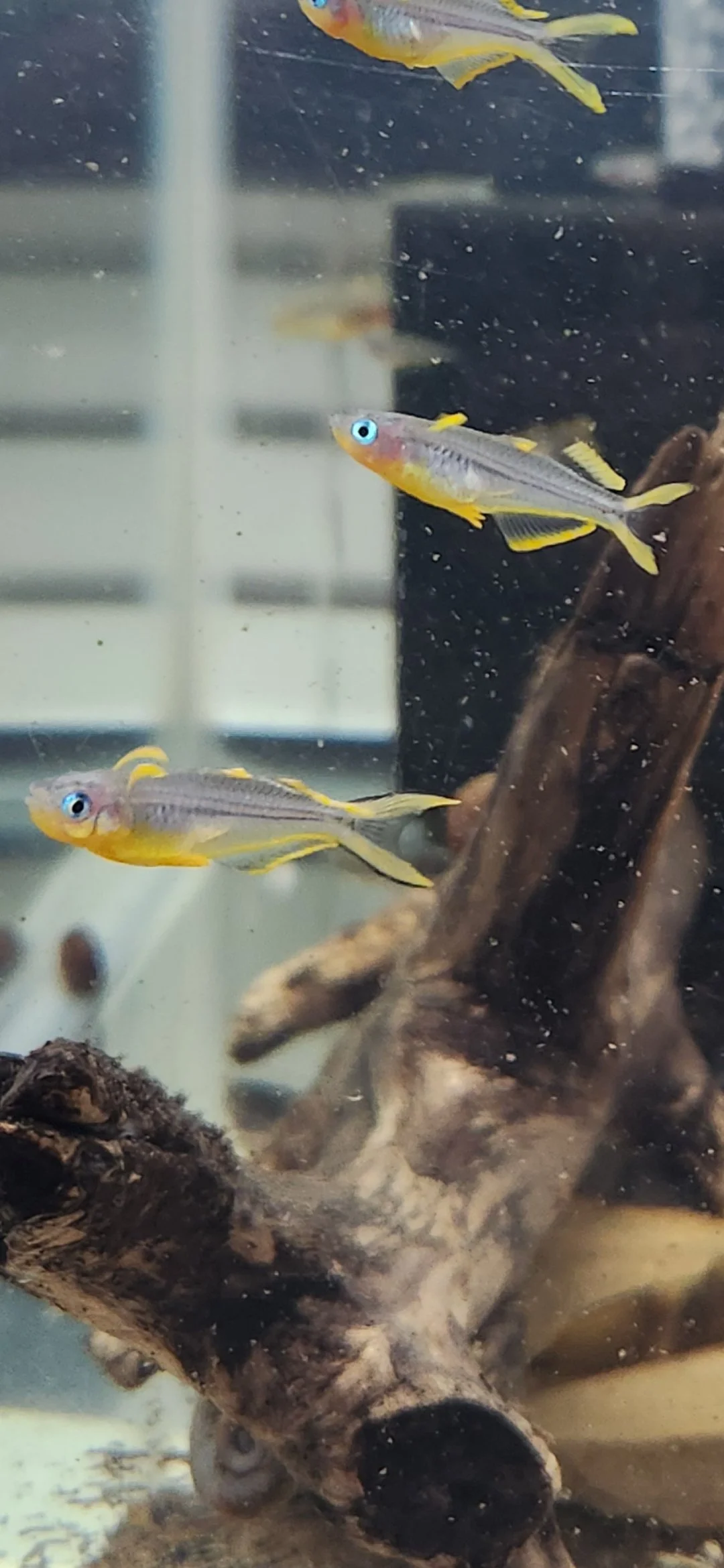Forktail blue eye Rainbowfish   (Pair)