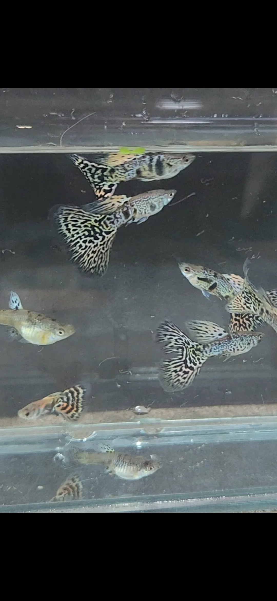 Yellow Tiger King Cobra Guppy  (Pair)