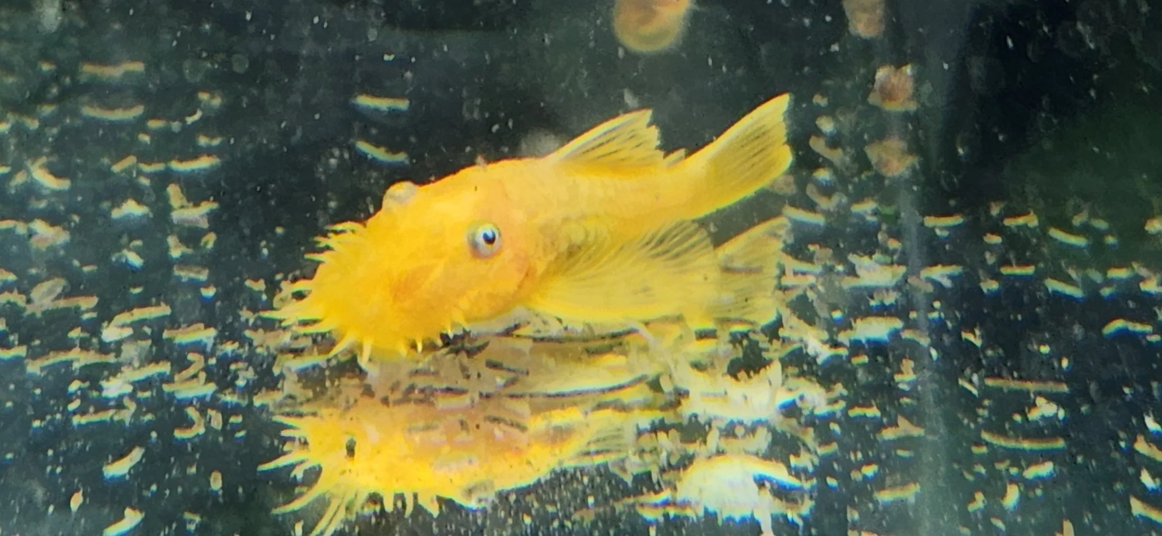 Blue eyed lemon pleco male.jpg