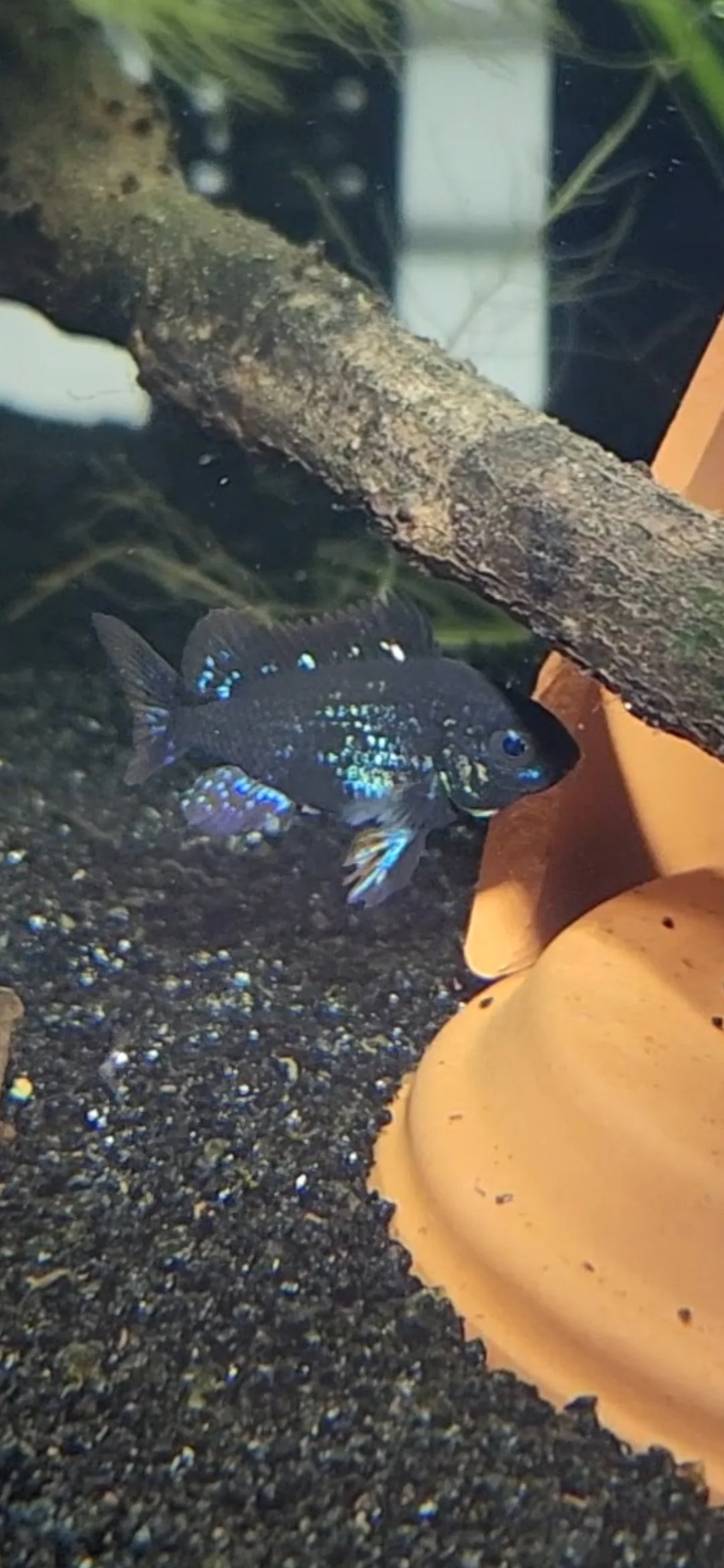 Black Ram Female.jpg