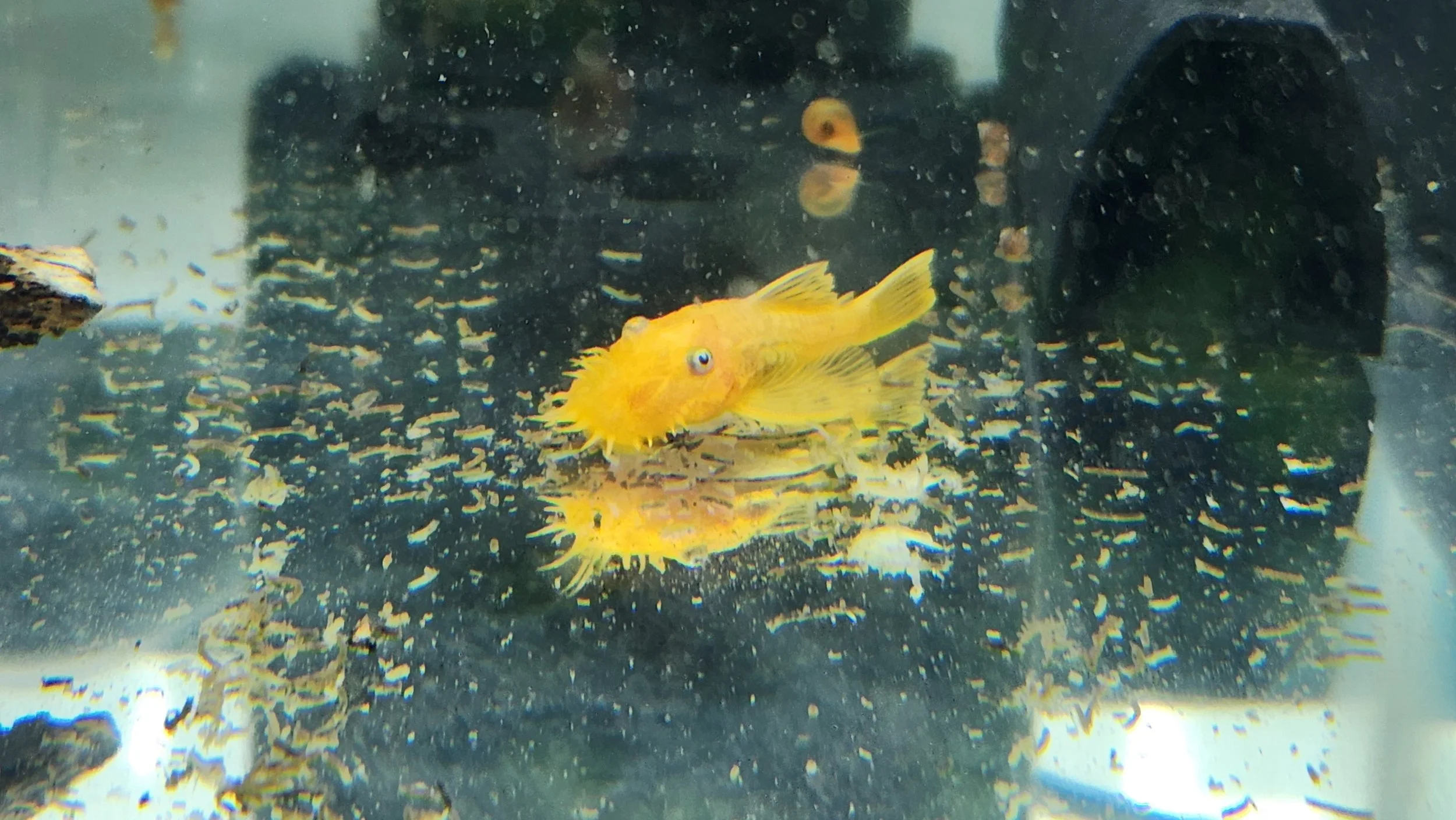 Blue eyed limon pleco.jpg