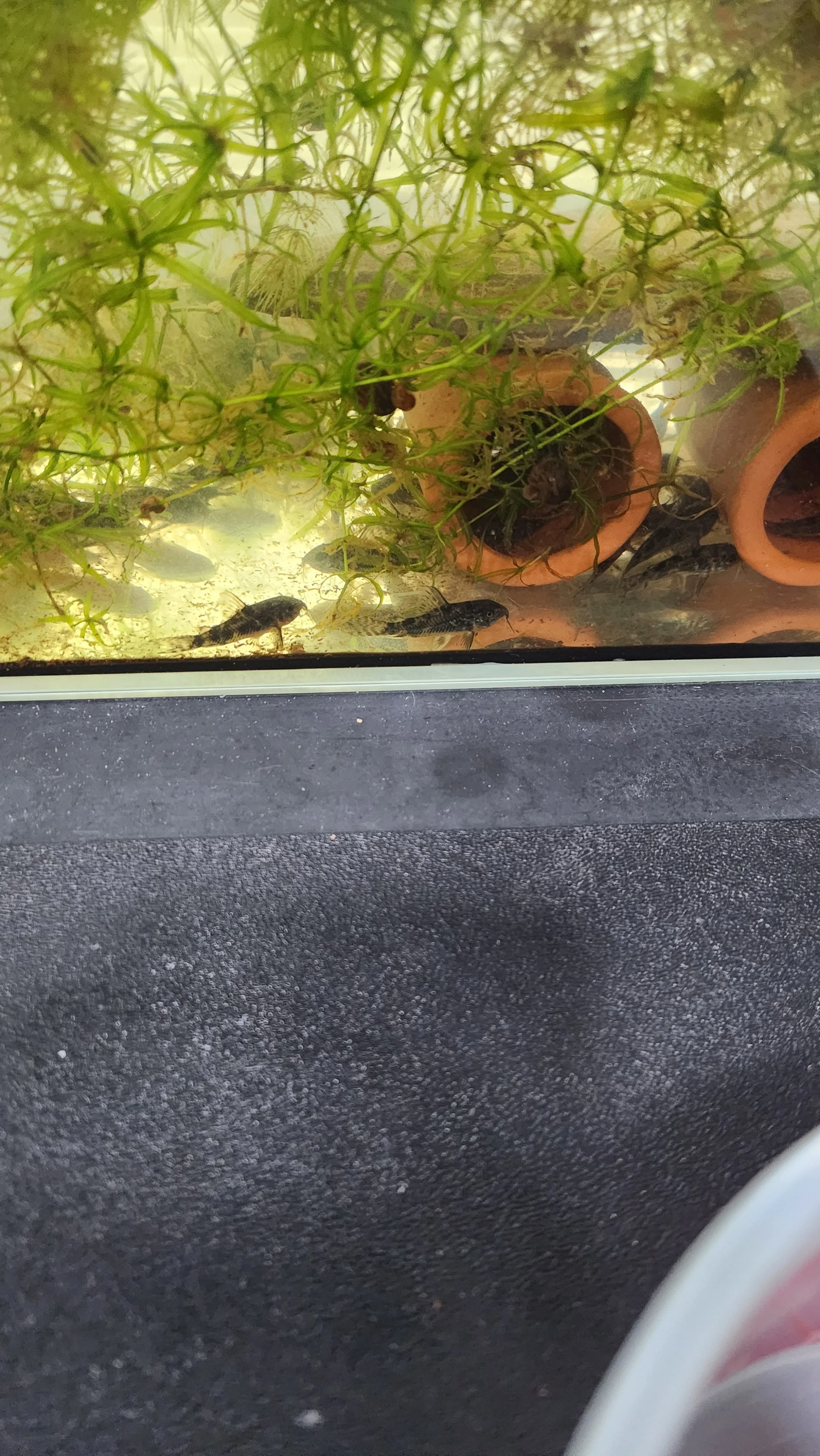 Peppered Cory
